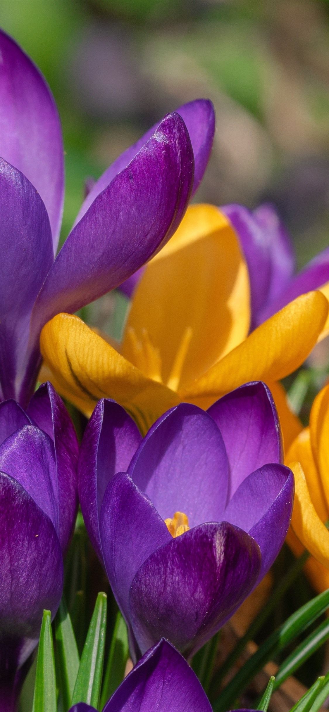 Yellow and purple crocus, spring flowers 1125x2436 iPhone 11 Pro