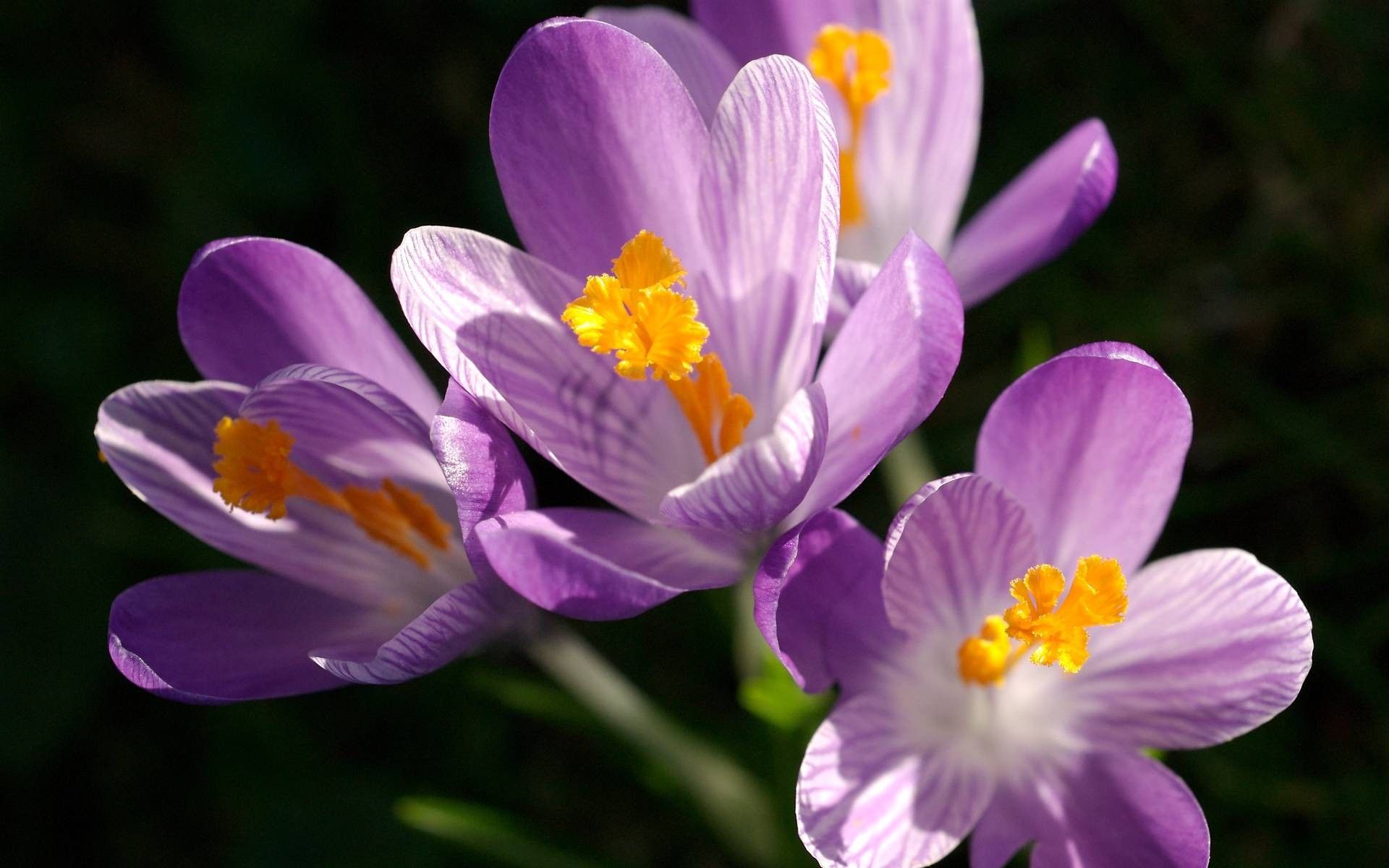 Purple, crocus, flowers