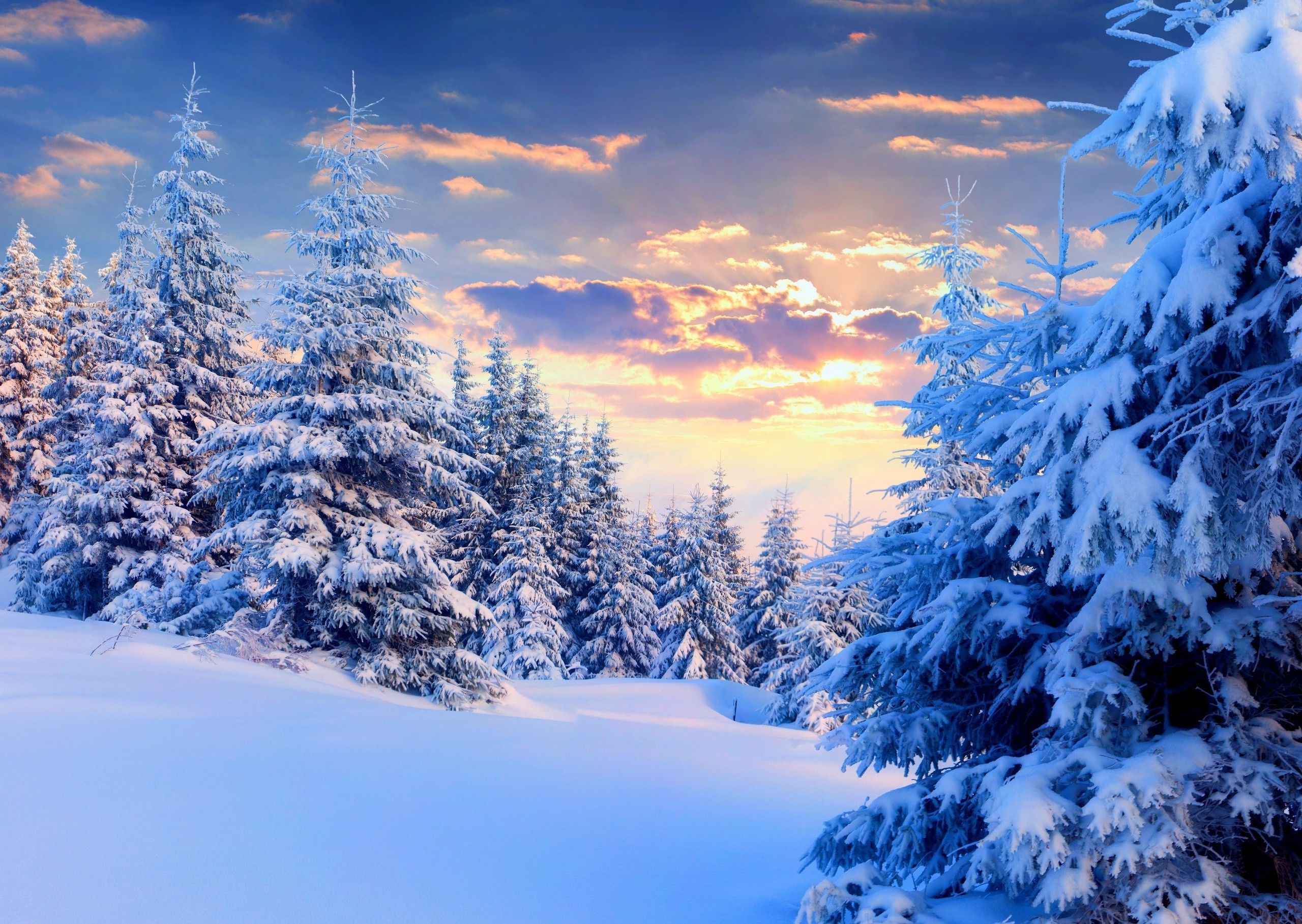 Beautiful Winter Tree Wallpapers Wallpaper Cave