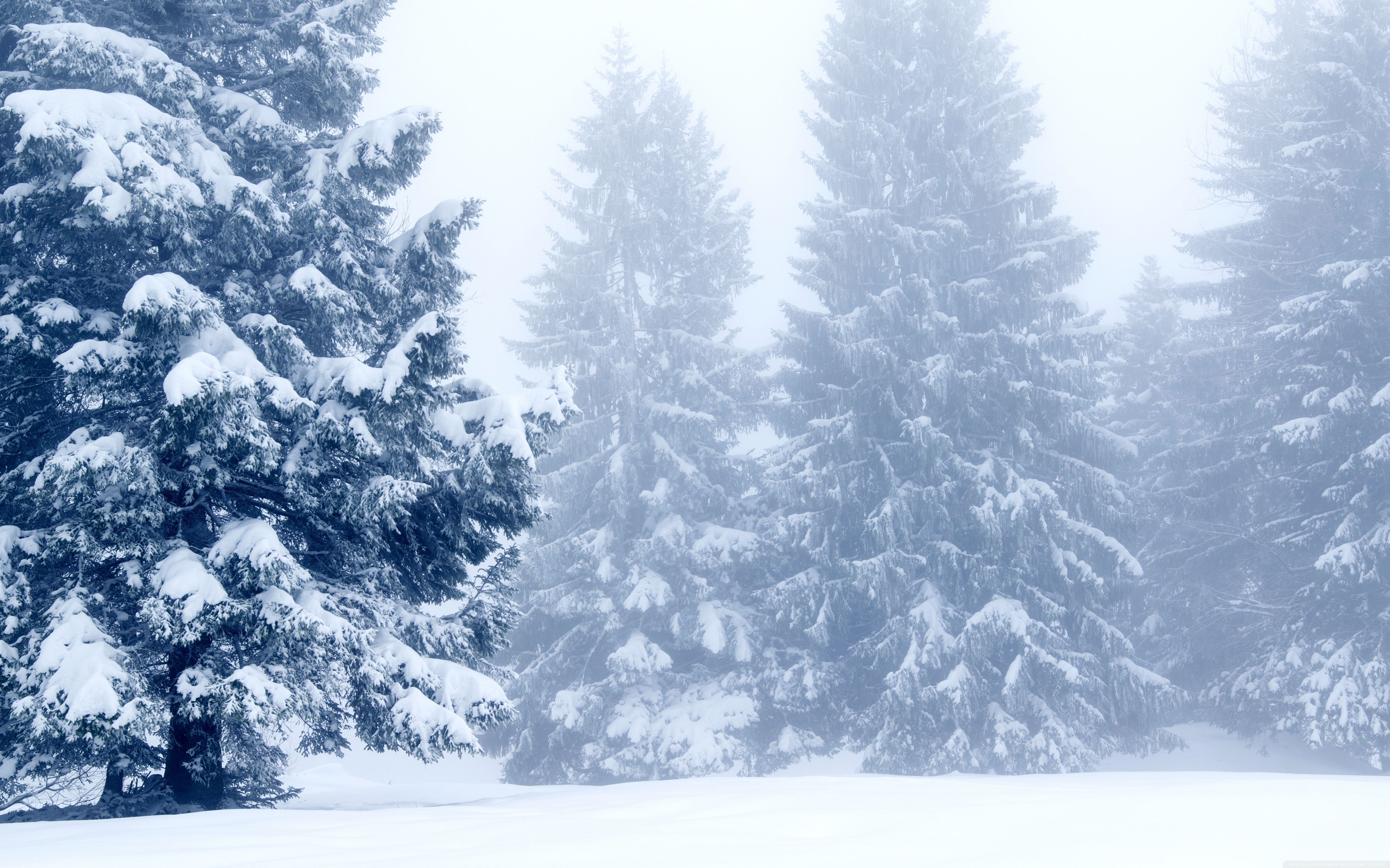 Snowy Trees, Winter Scenery Ultra HD Desktop Background Wallpaper