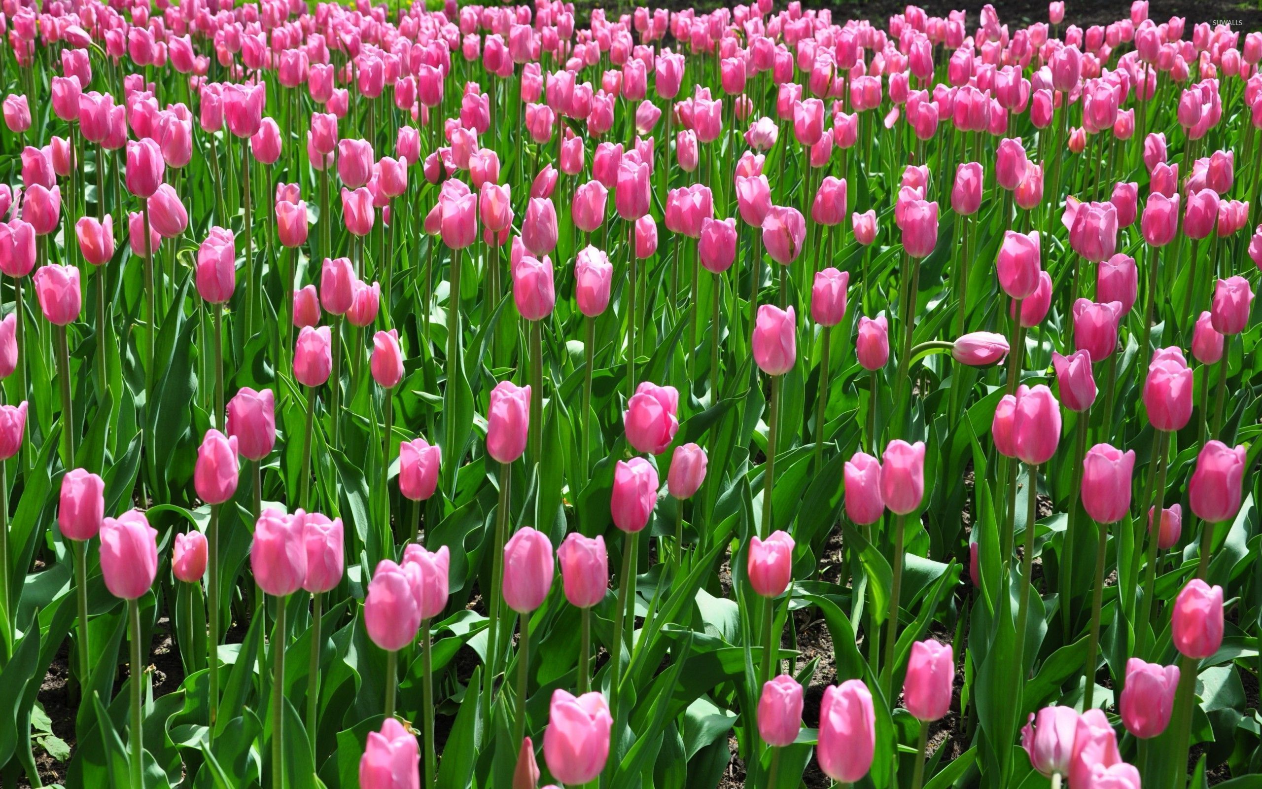 Pink tulips on the field wallpaper wallpaper
