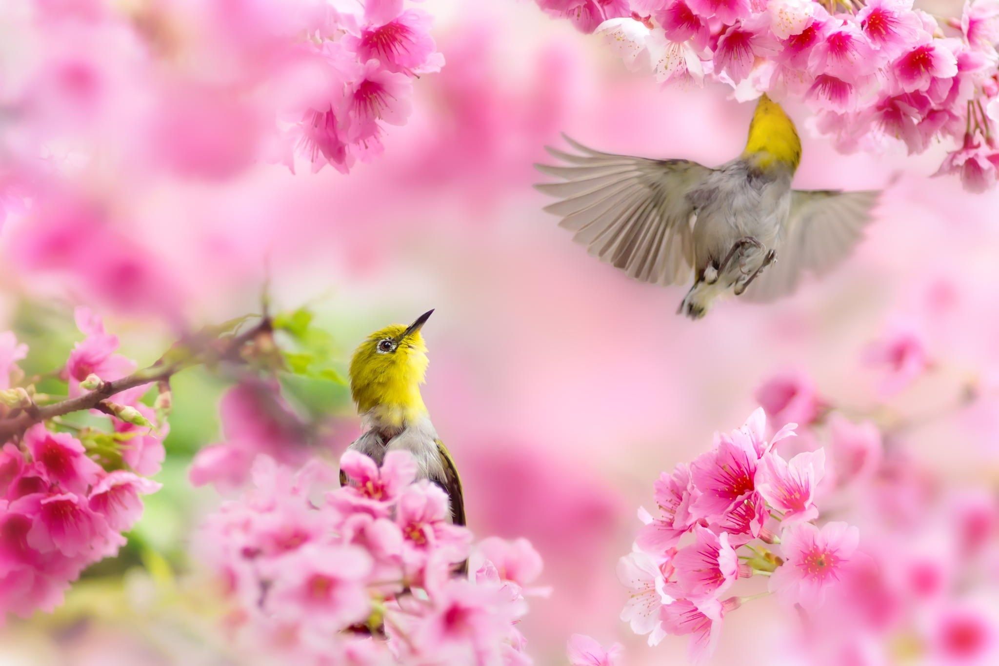 Free Spring Wallpaper Elegant Desktop Wallpaper Free Flowers In Nature Wallpaper & Background Download