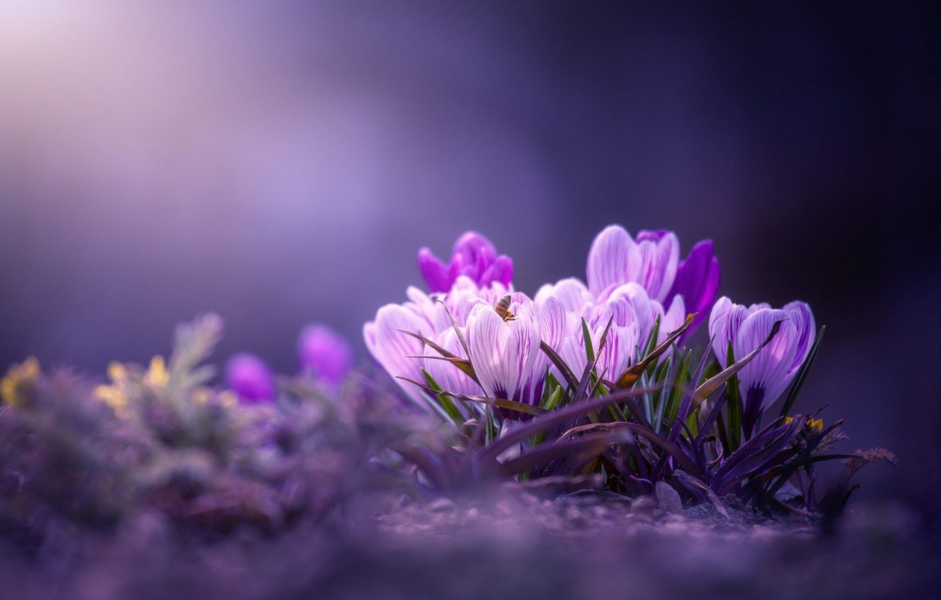 Wallpaper macro, background, spring, crocuses, bokeh, saffron