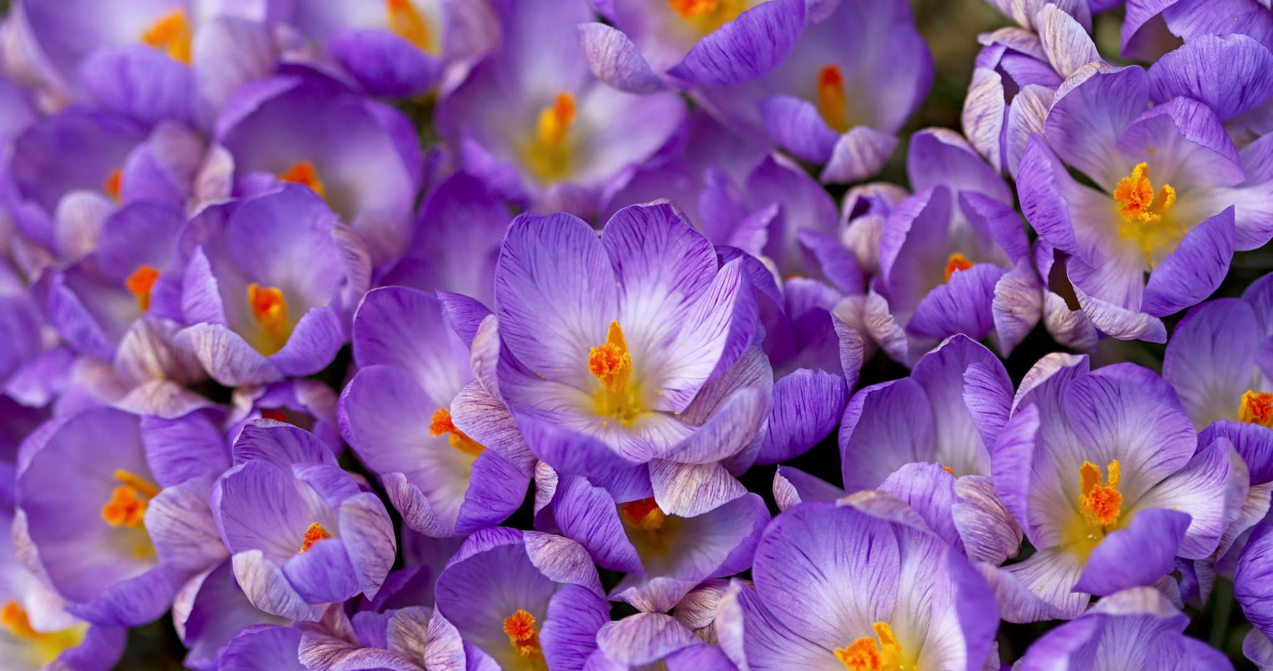crocus saffron spring wallpaper 4k ultra HD wallpaper. Spring