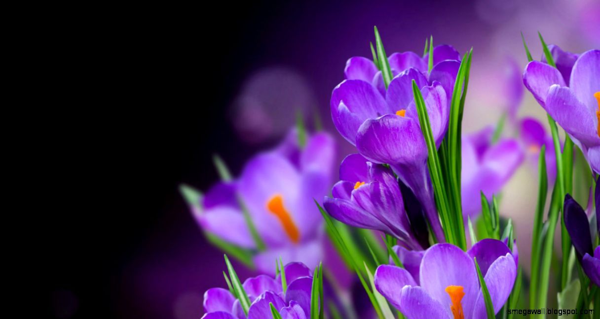 Saffron Flower HD Wallpaper