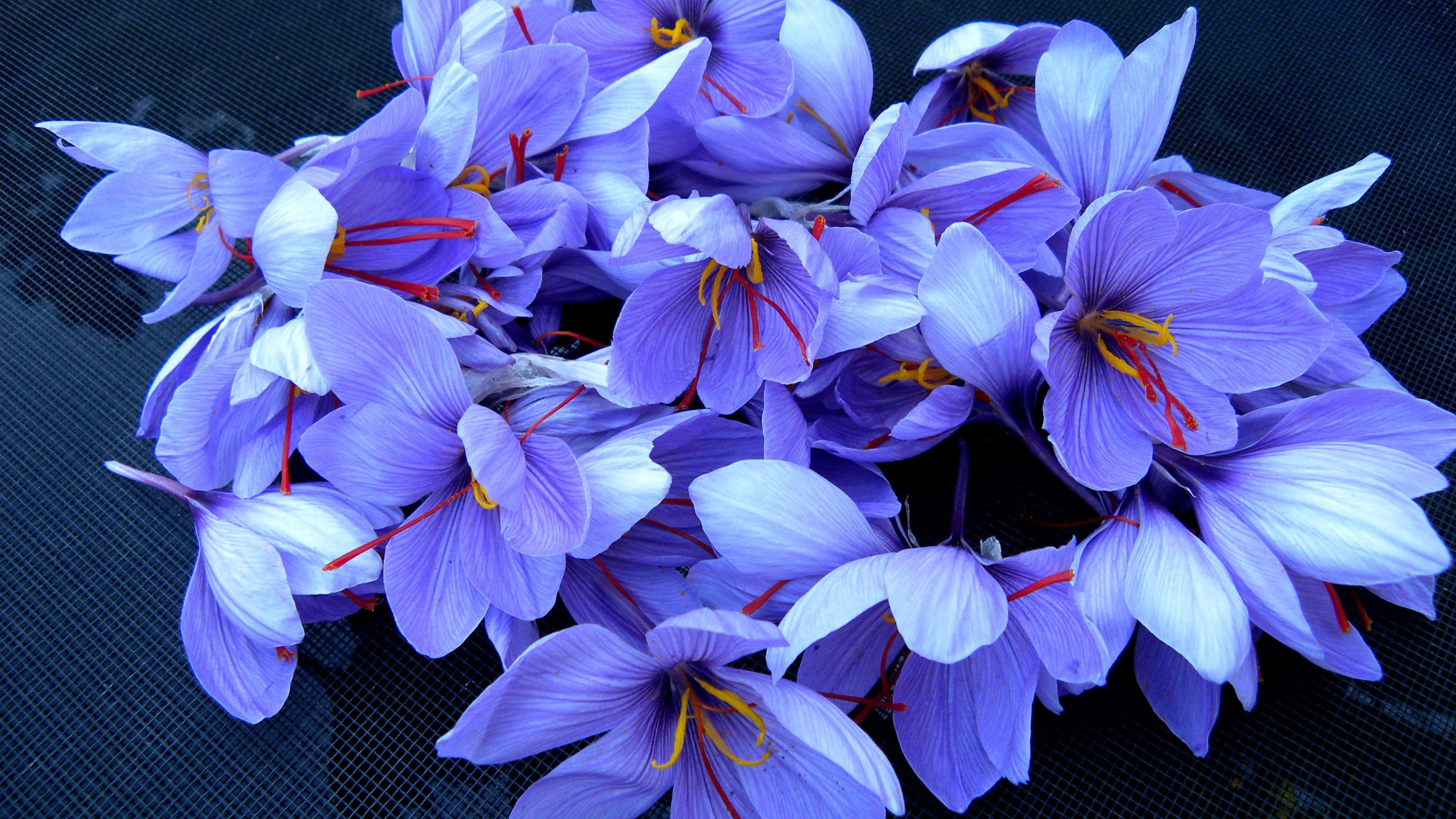 Wallpaper saffron, 4k, HD wallpaper, flowers, spring, Nature