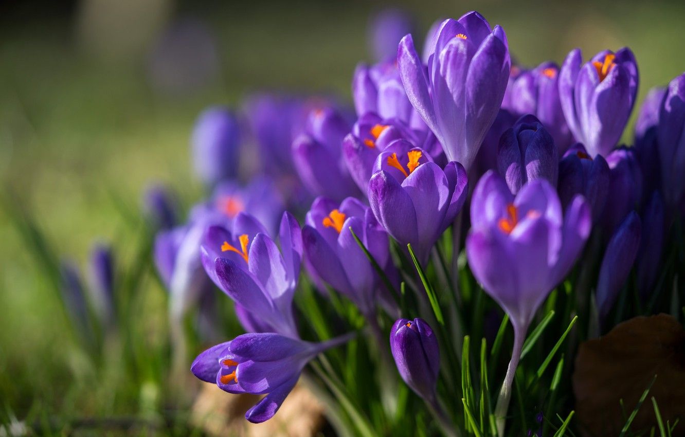 Wallpaper macro, spring, crocuses, saffron image for desktop