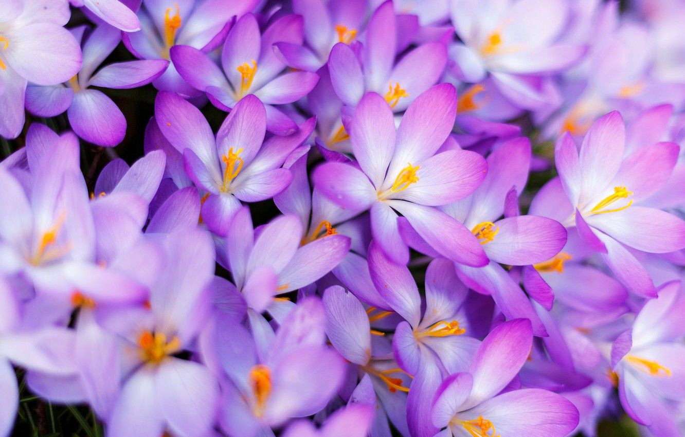 Wallpaper background Krokus saffron images for desktop section цветы   download