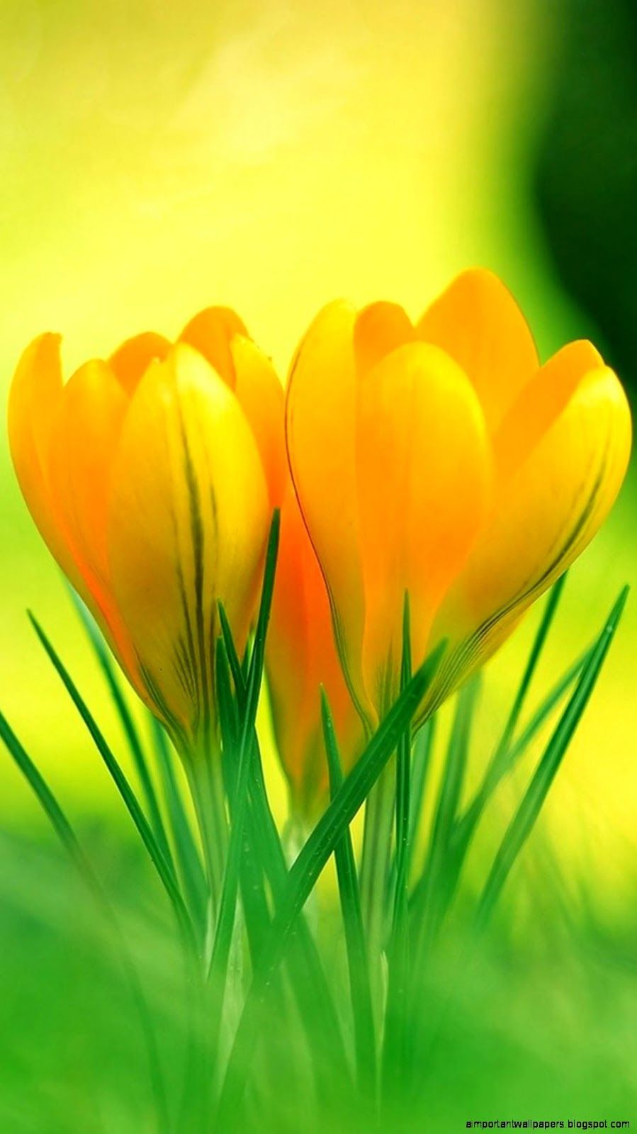 Saffron Flower HD Wallpaper