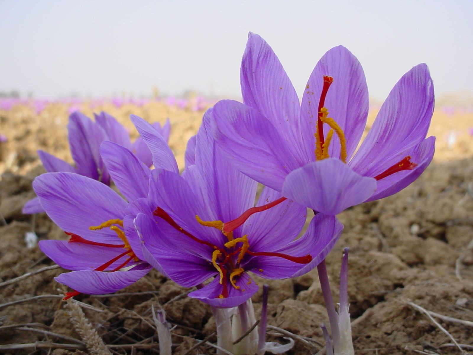 saffron flowers wallpaper and image, picture, photo