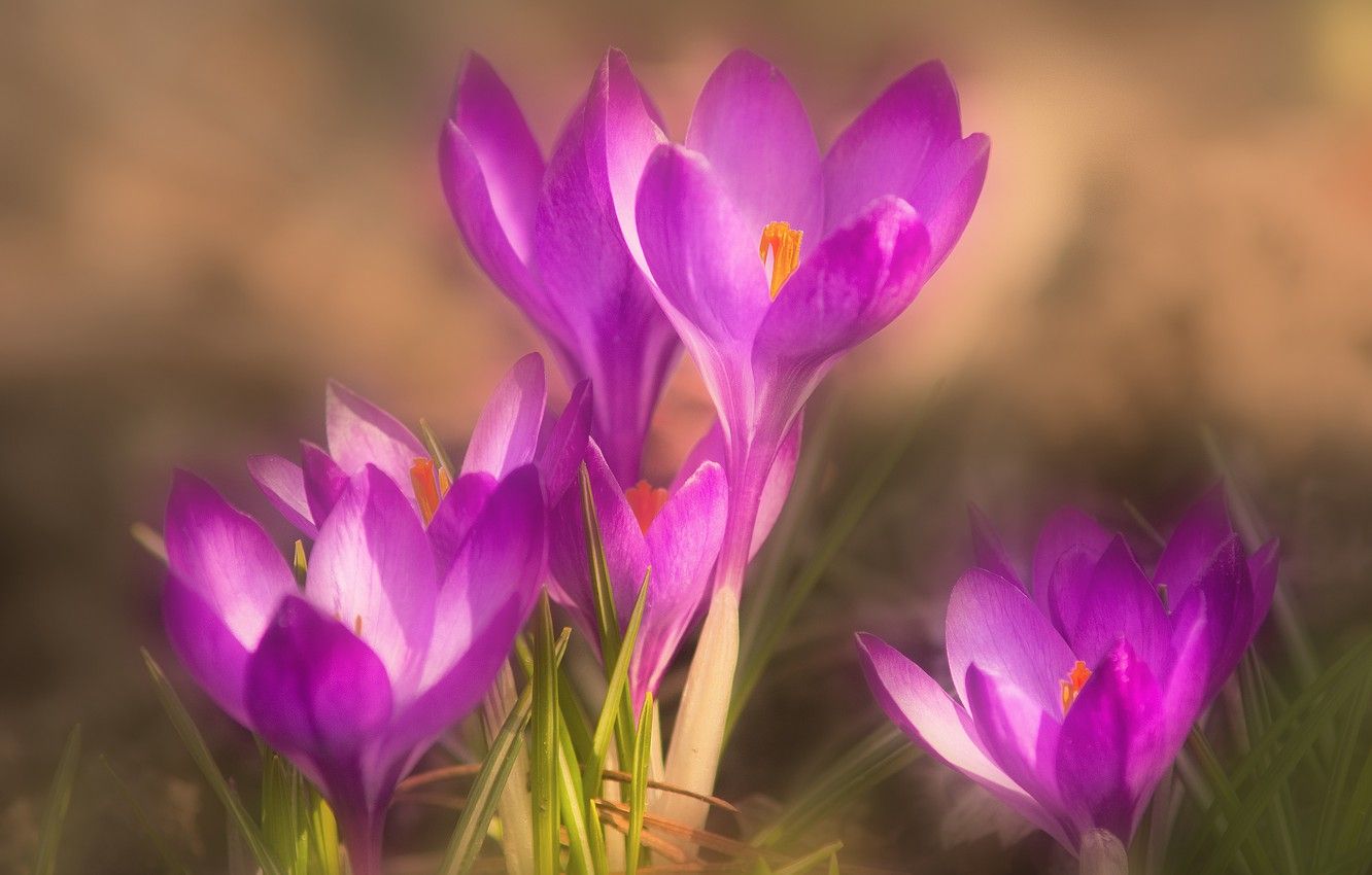 Wallpaper macro, spring, crocuses, saffron image for desktop