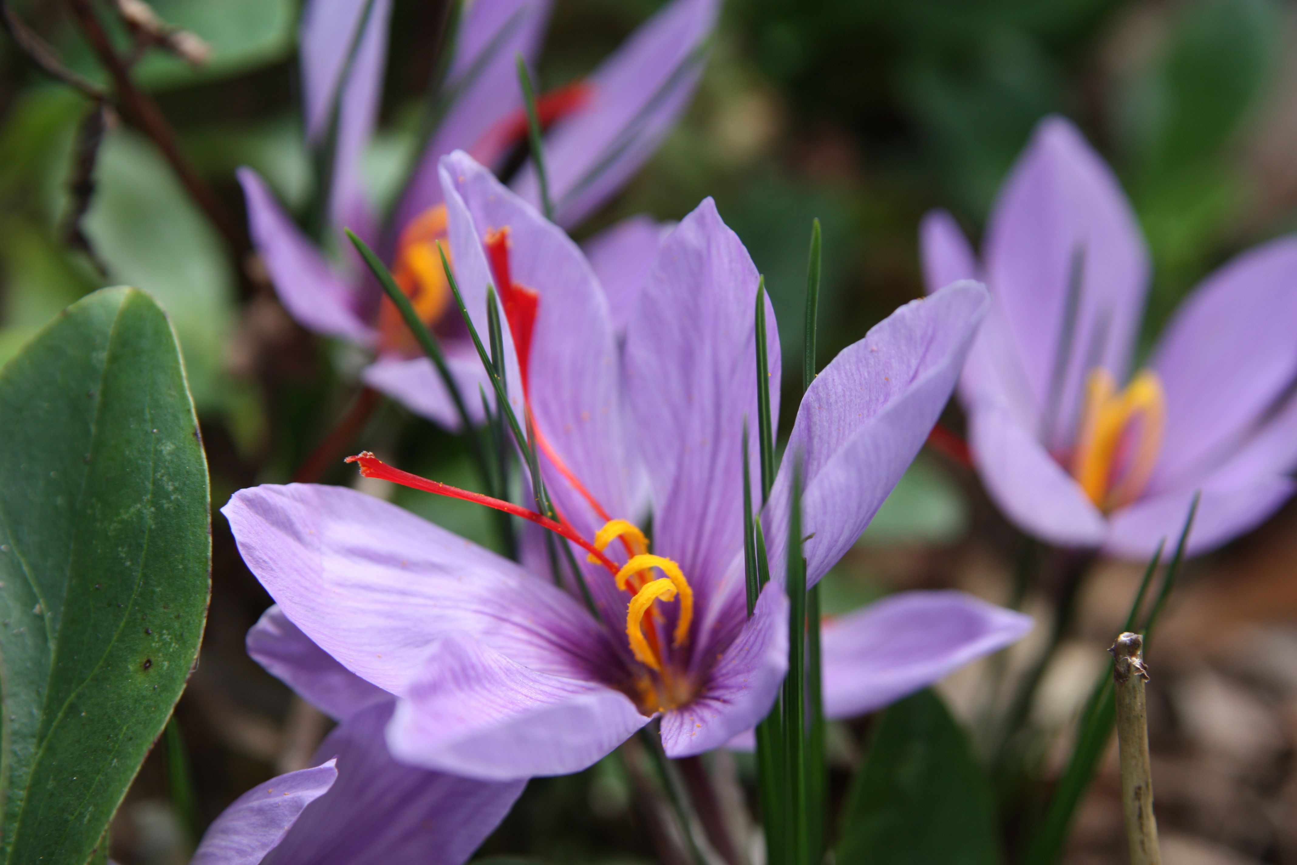 Saffron Crocus High Definition Wallpaper