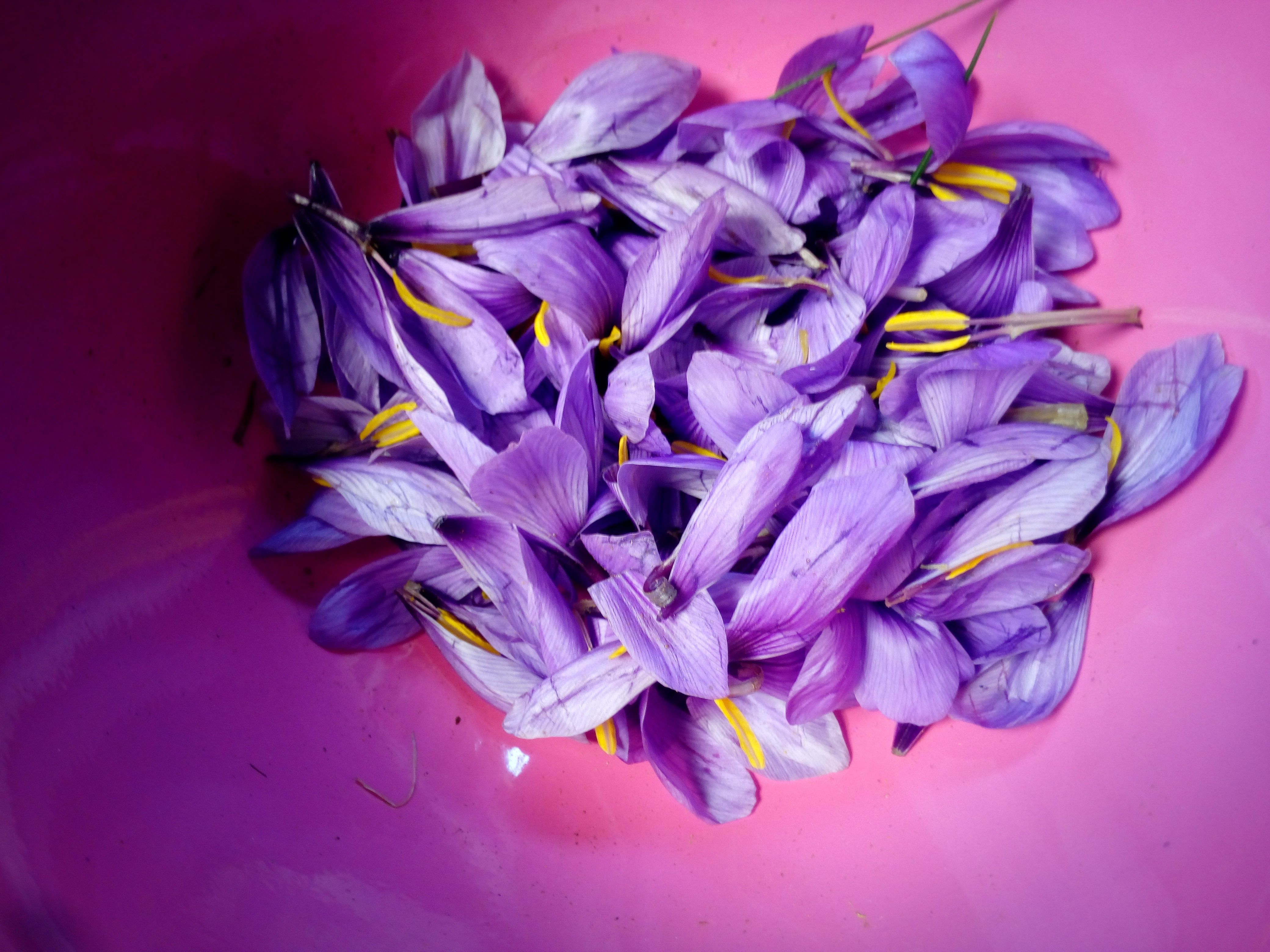 Purple Flower Petals Petals, Download Wallpaper