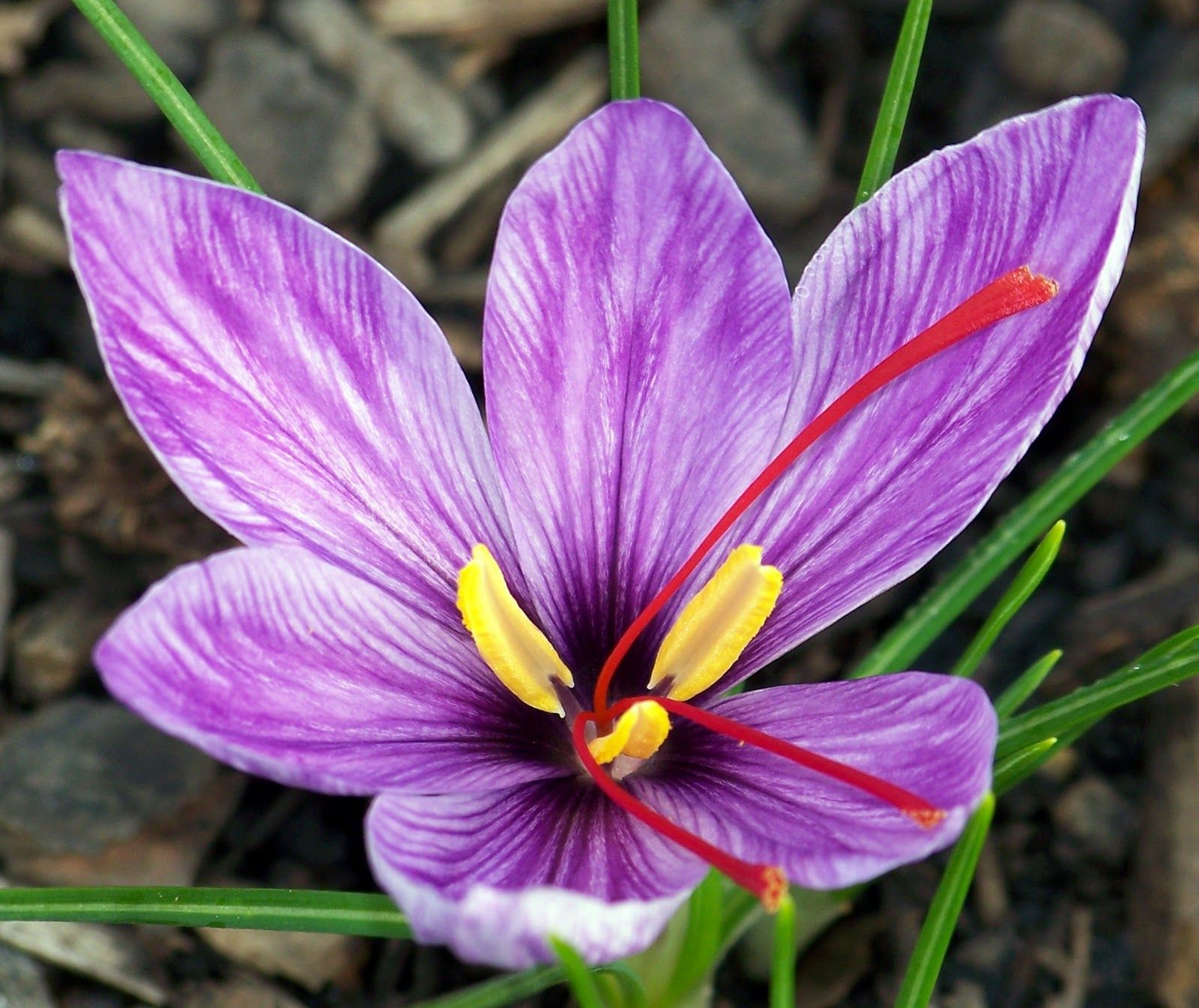 Attractive Saffron Crocus Flowers Picture Weneedfun