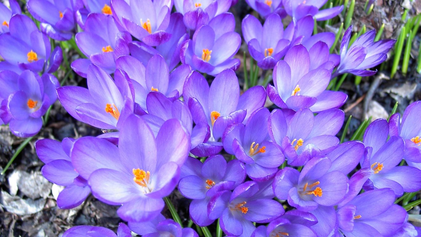 Saffron flowers in the forest Desktop wallpaper 1366x768
