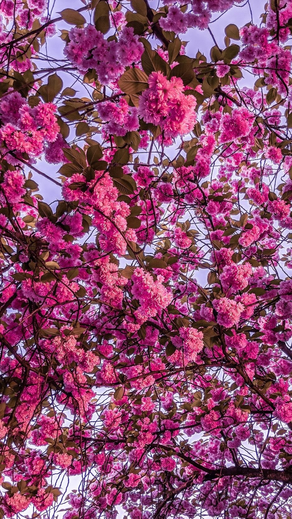 Cherry blossom, sakura, bloom, branches, pink wallpaper
