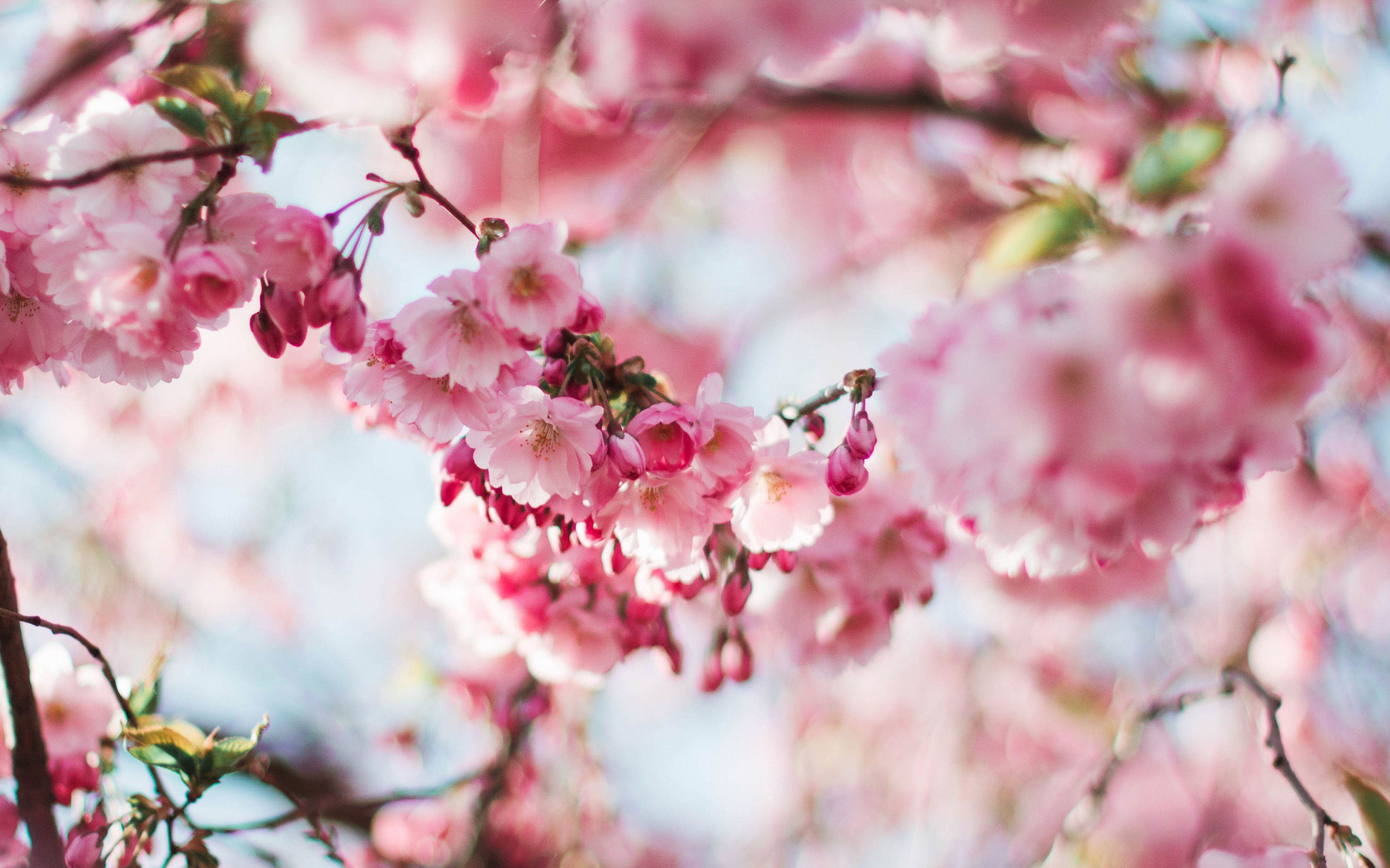 Spring Cherry Blossom Tree Flower Pink Nature Wallpaper