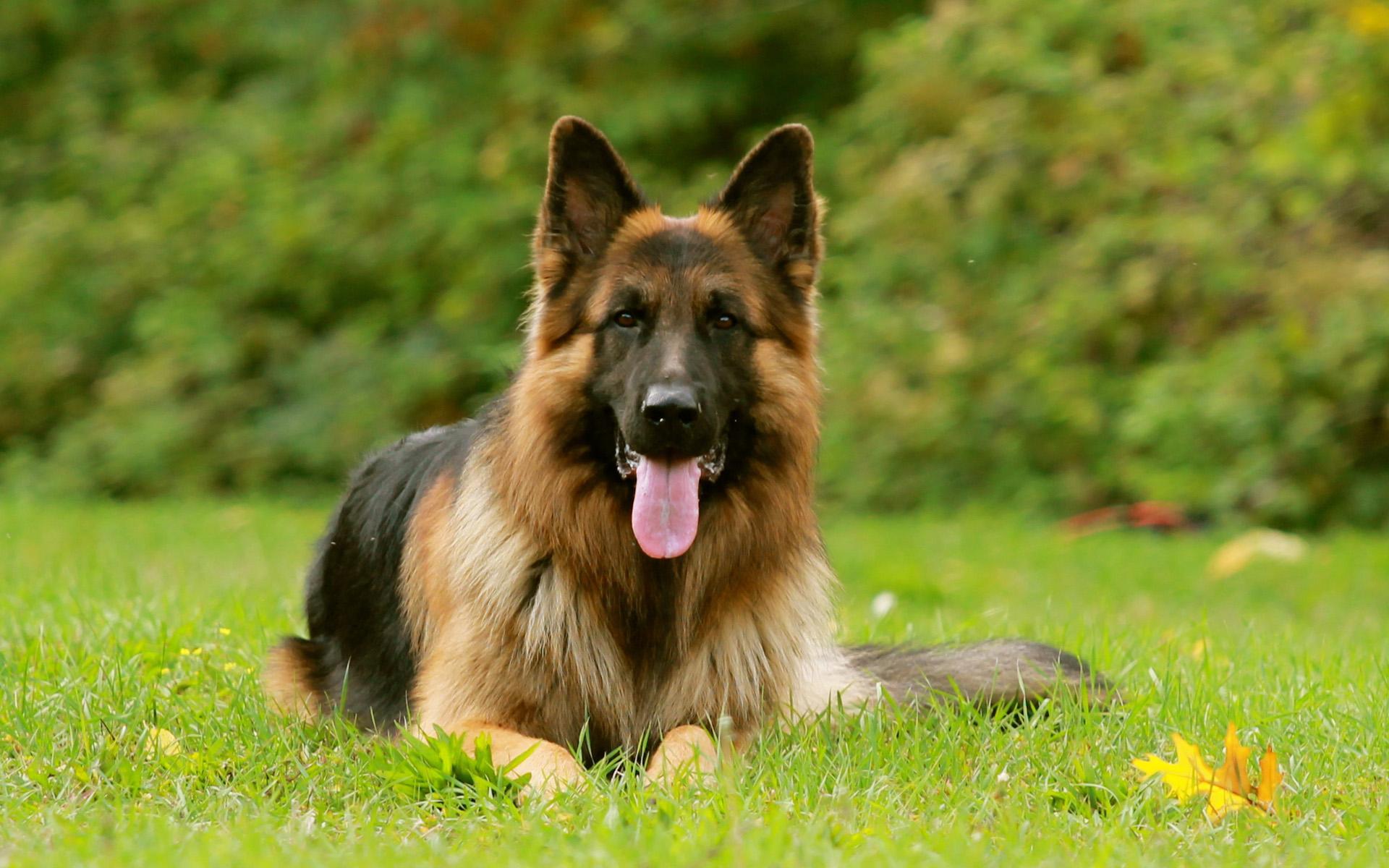 German Shepherd Live Wallpaper for Android
