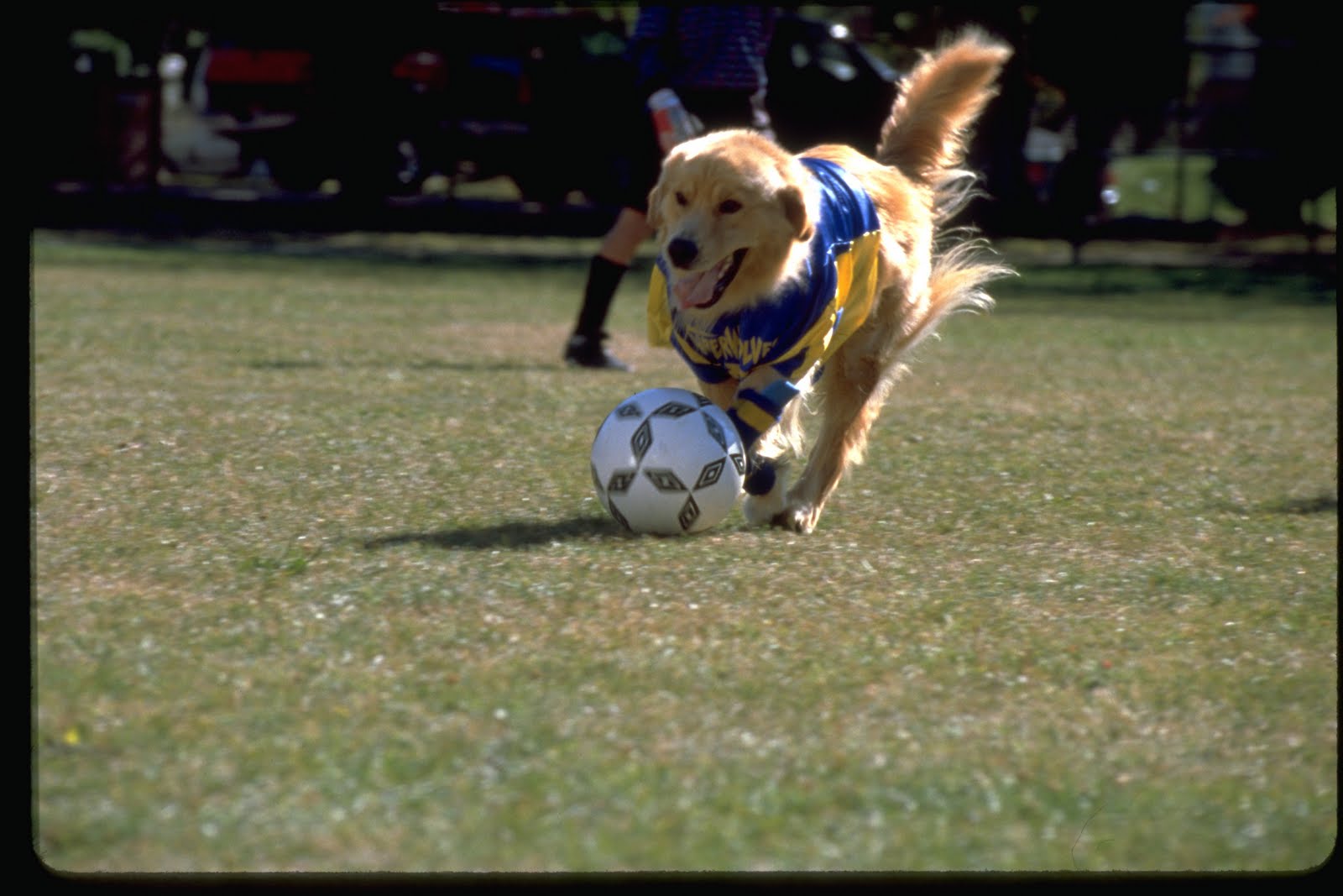 The Series Project: Air Bud (Part 2)