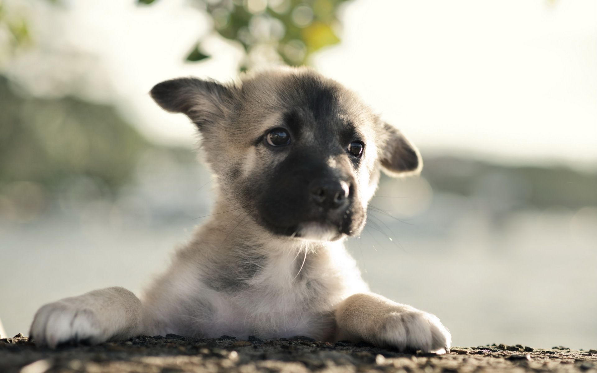 Free download Cute German Shepherd Wallpaper High Definition High