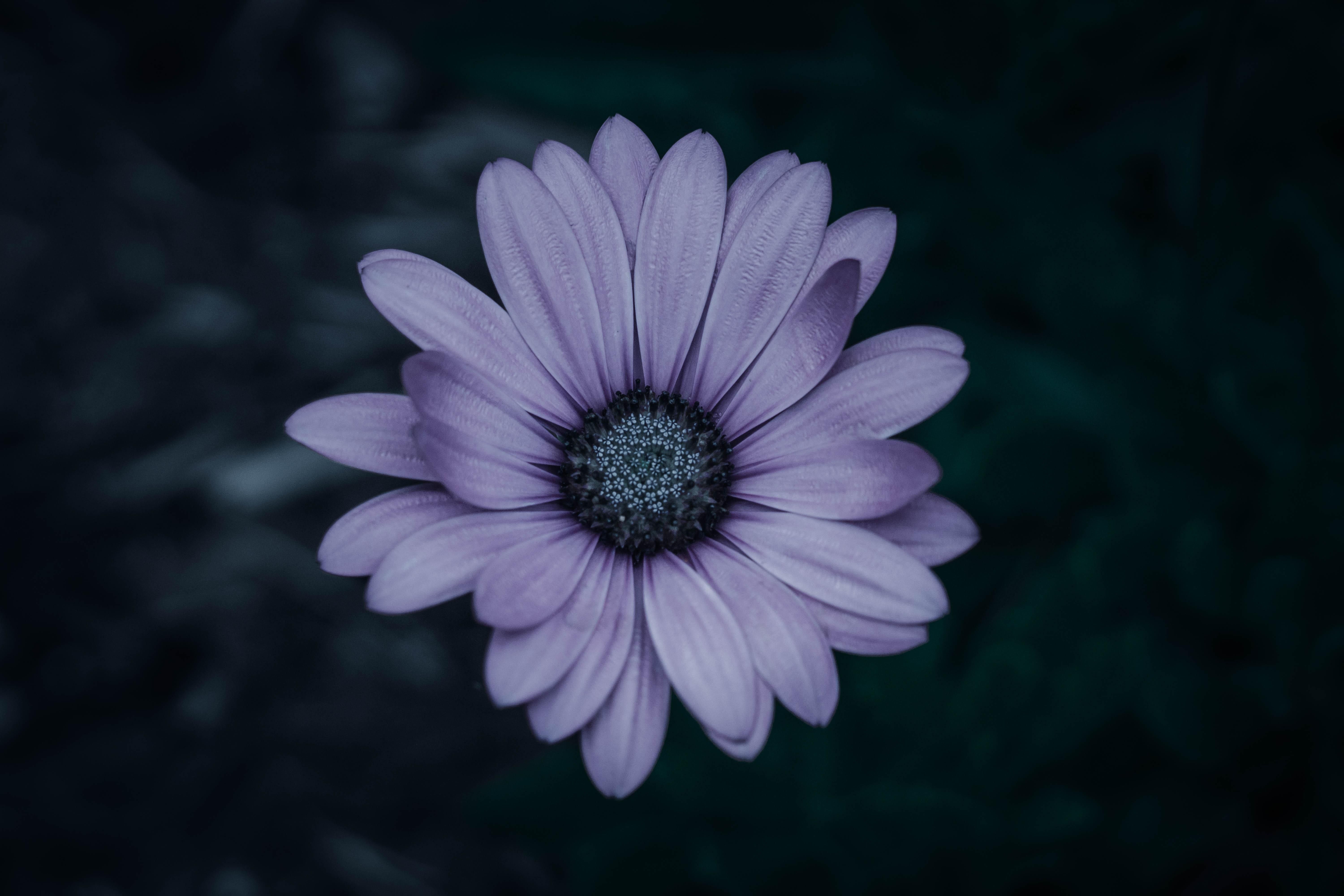 ITAP of a lonely flower. Lonely, Photography, Flowers