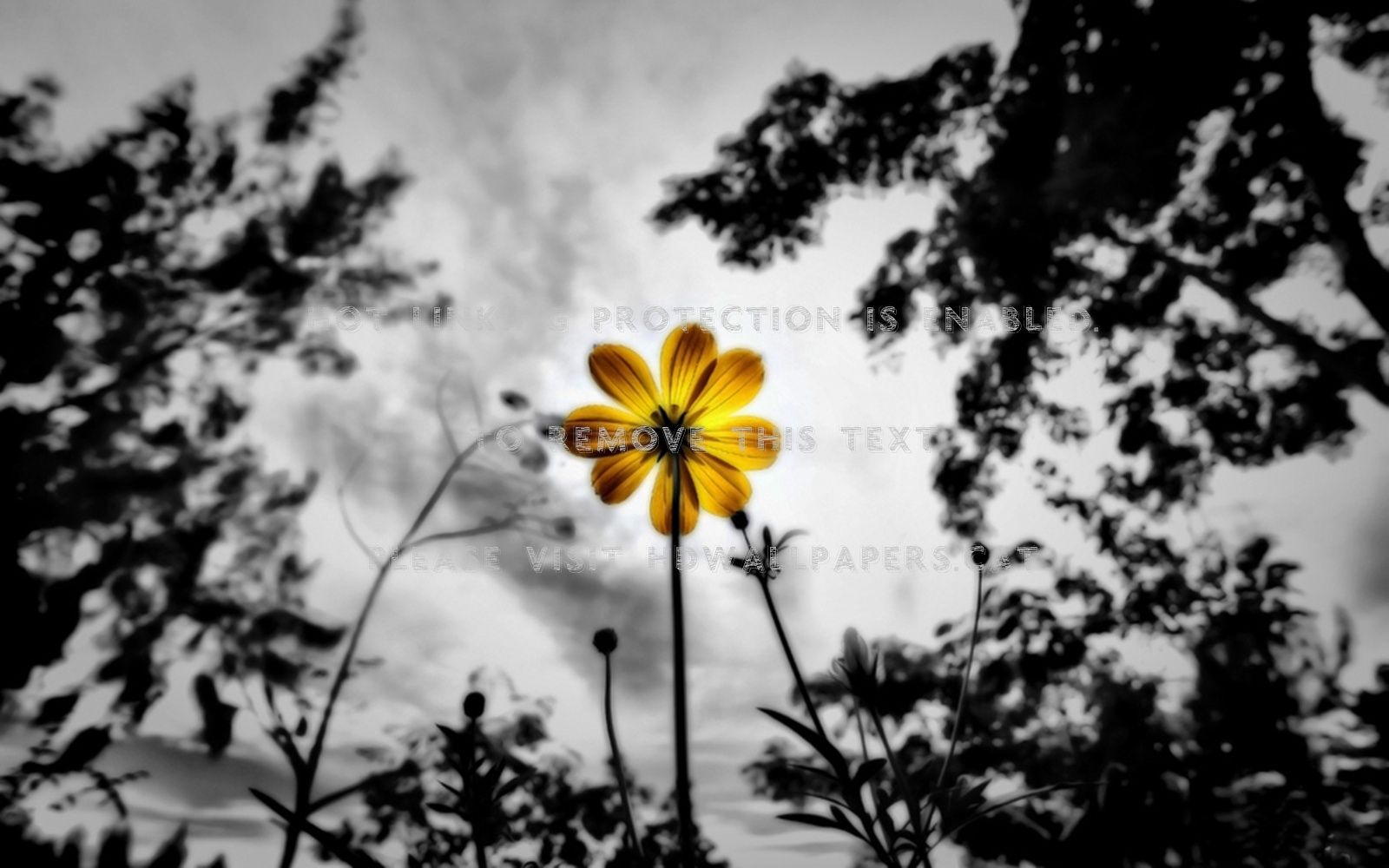 inspire solitary flower yellow daisy nature