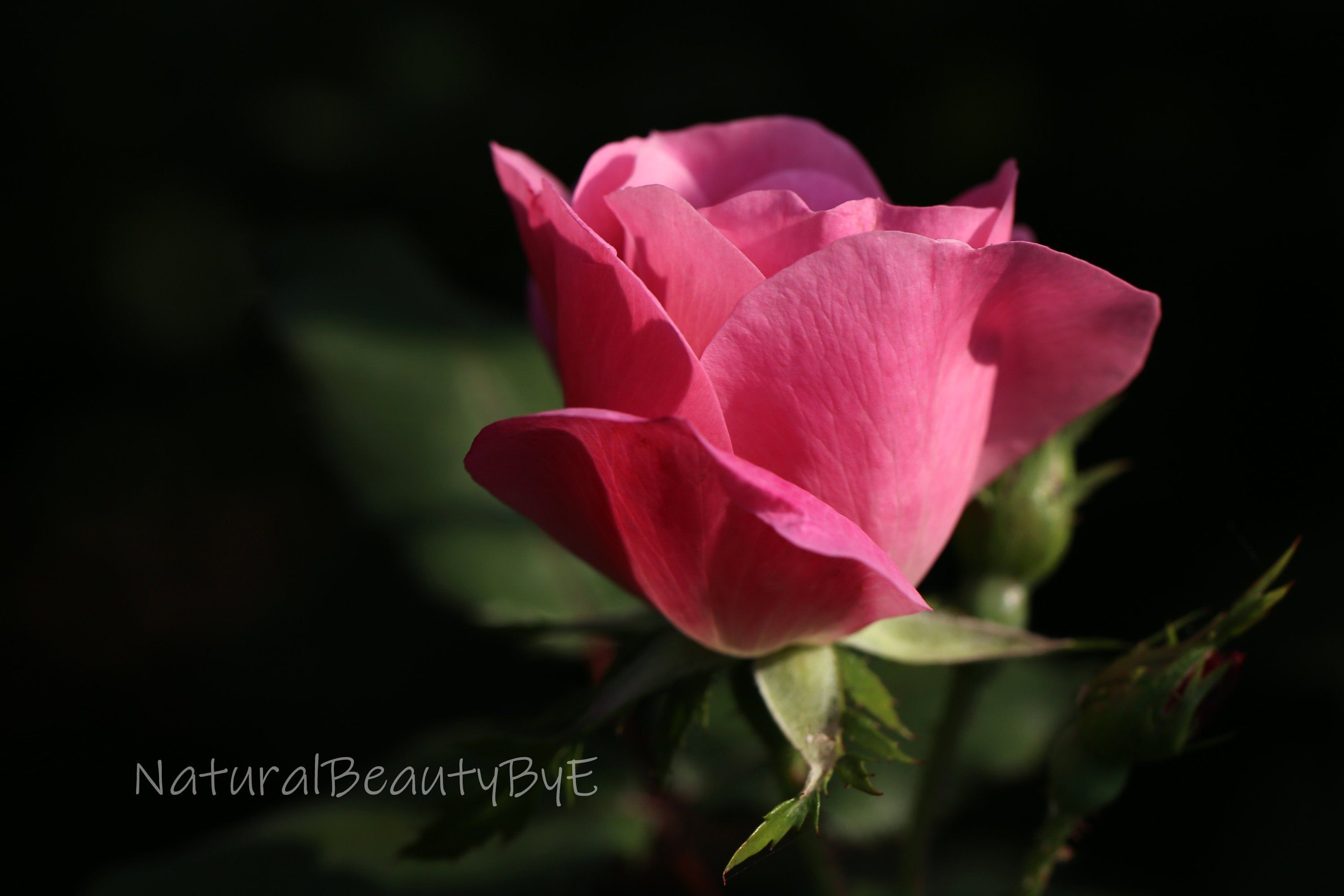 Pink Rose in Rose Garden, Solitary Rose Bud, Nature photography