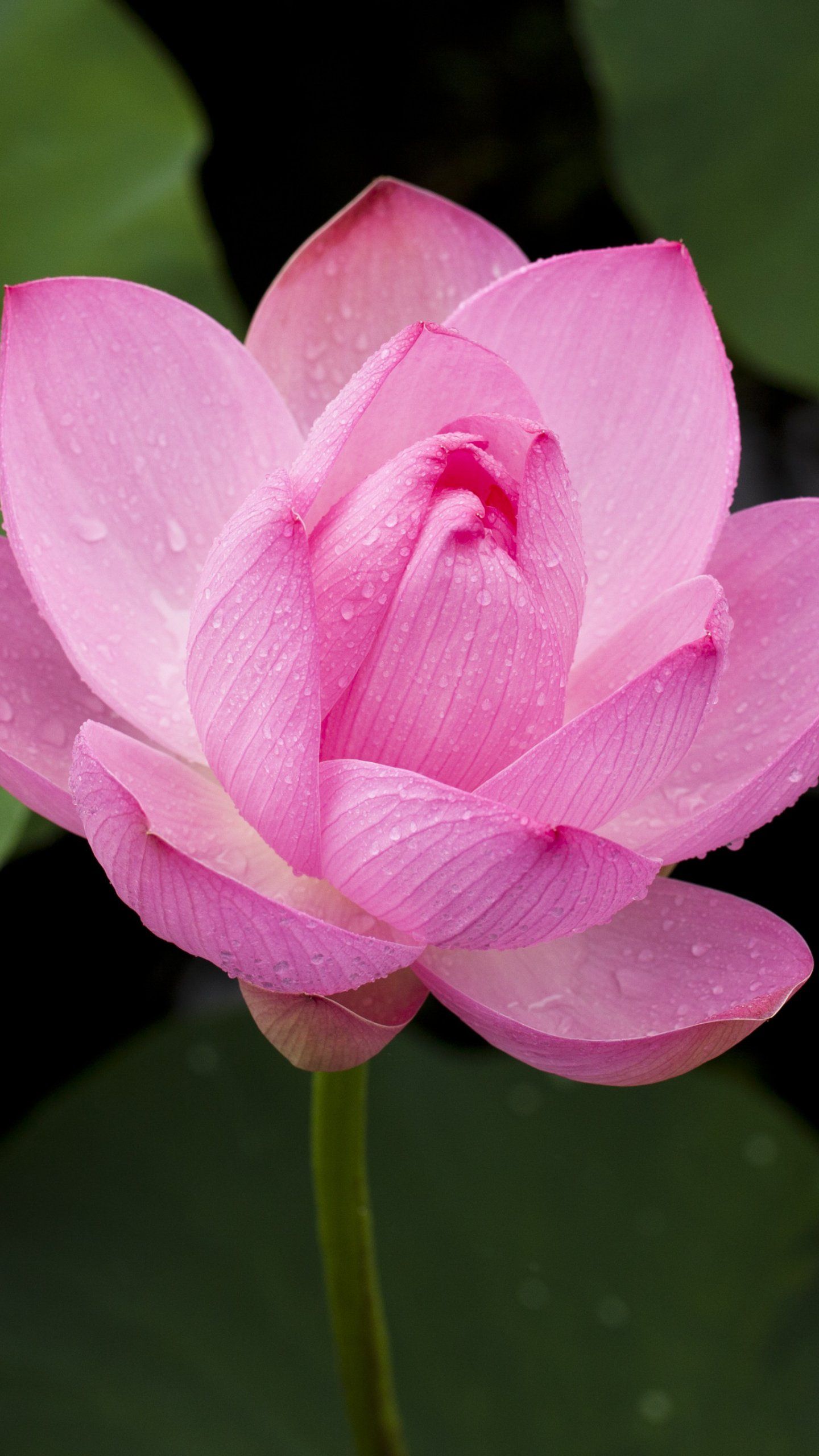 Pink Lotus Flower Wallpaper, Android & Desktop Background