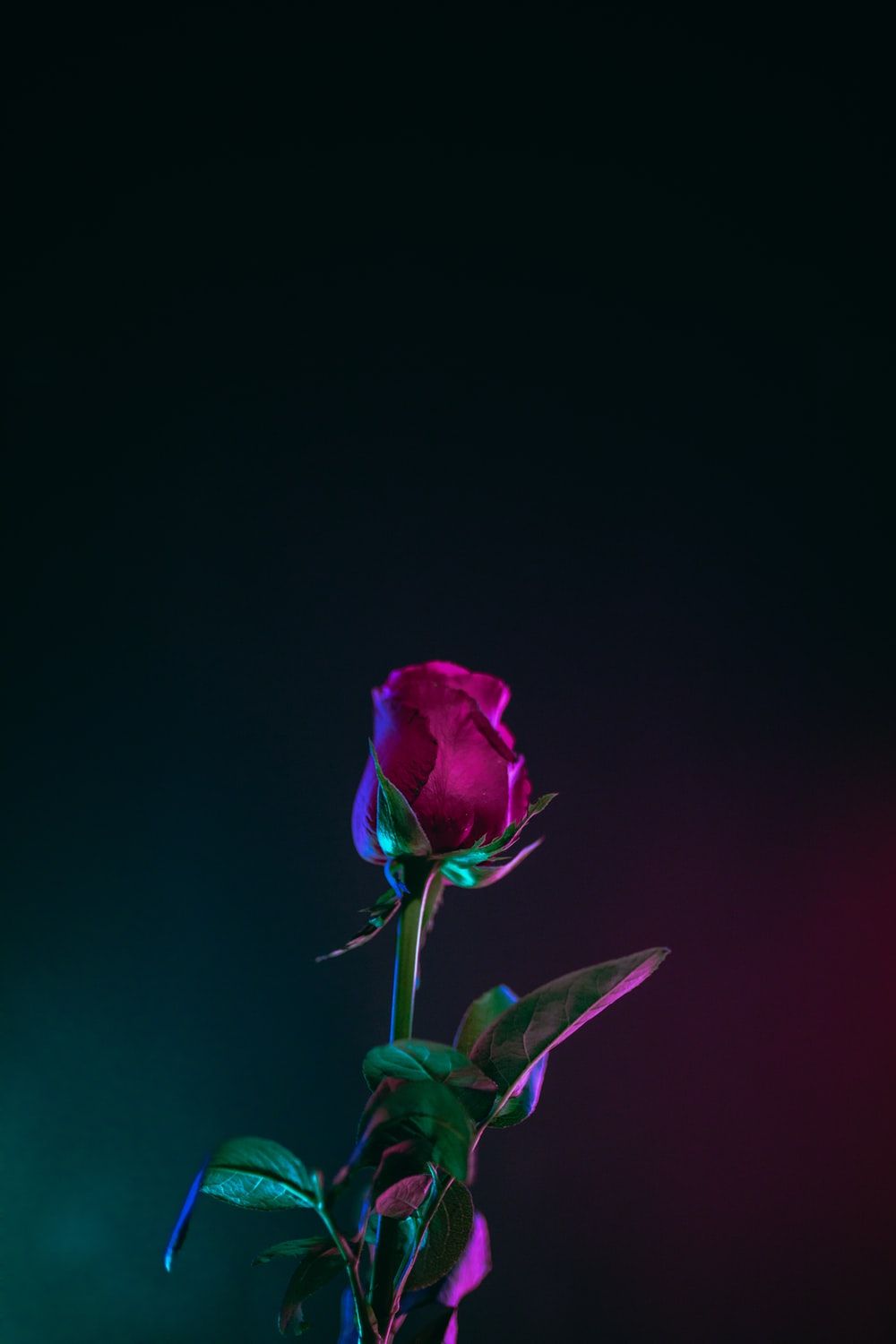 red rose flower photo in dark surface photo