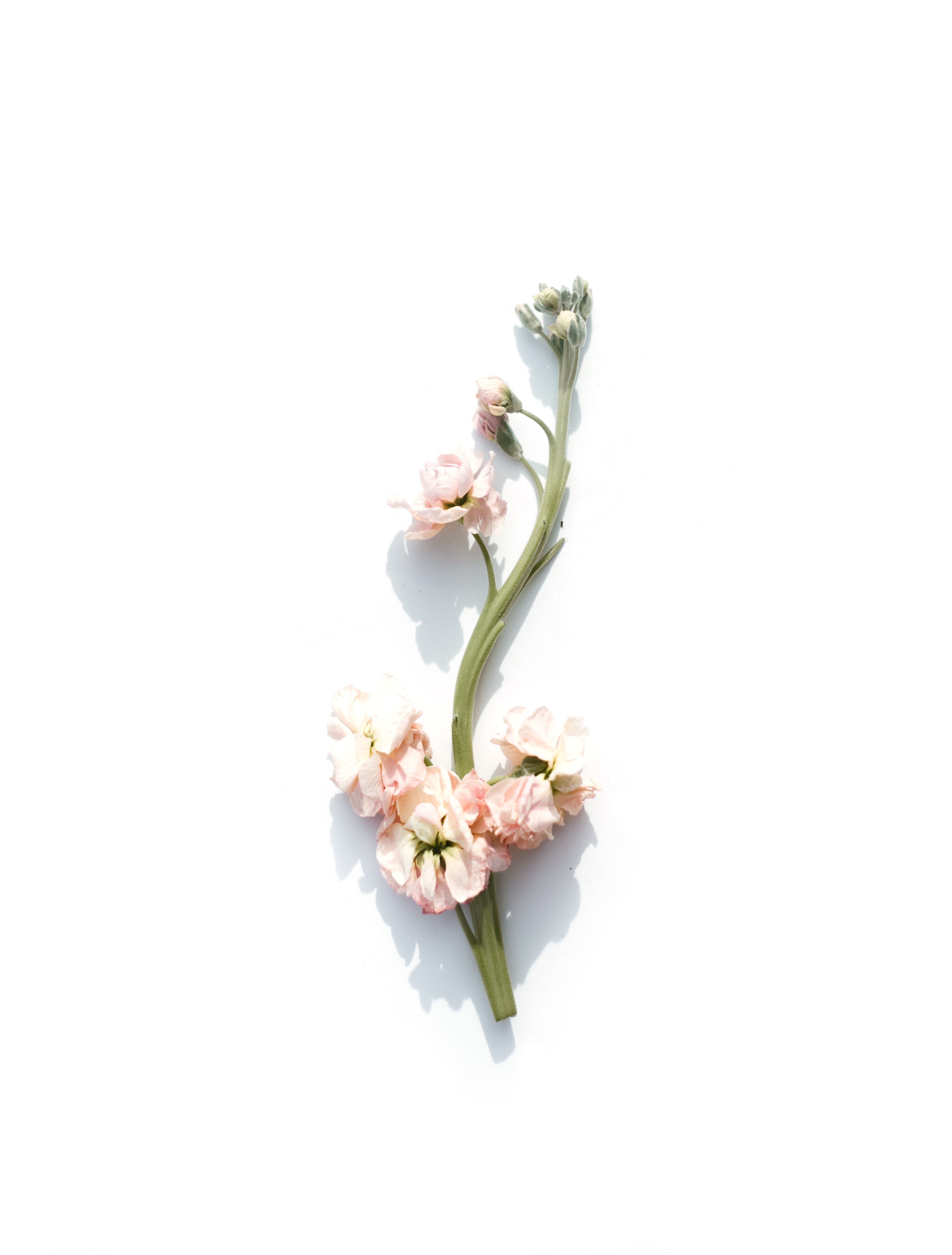 pink petaled flower on white background photo
