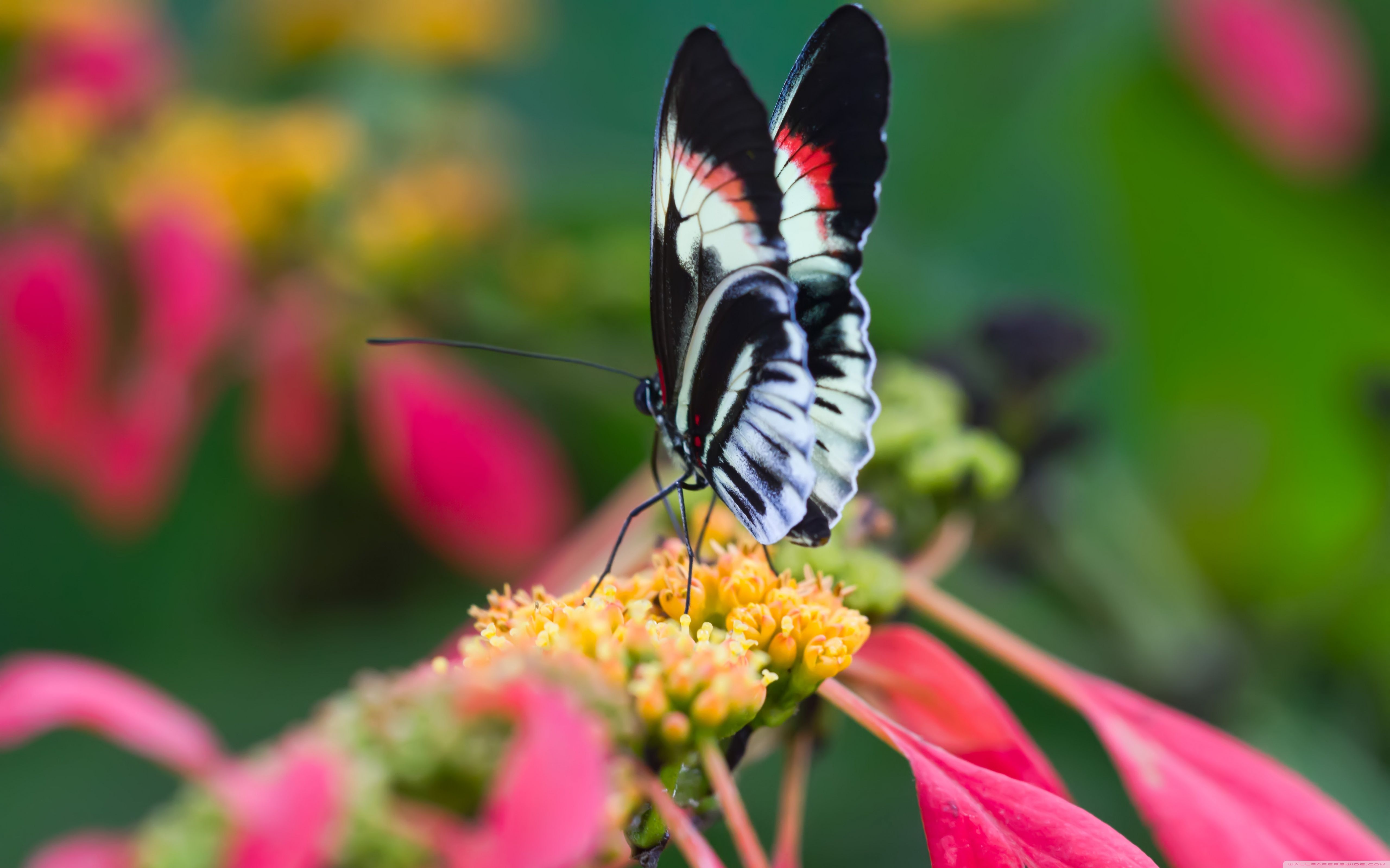 Beautiful Butterfly On Flower Macro 4K HD Desktop Wallpaper