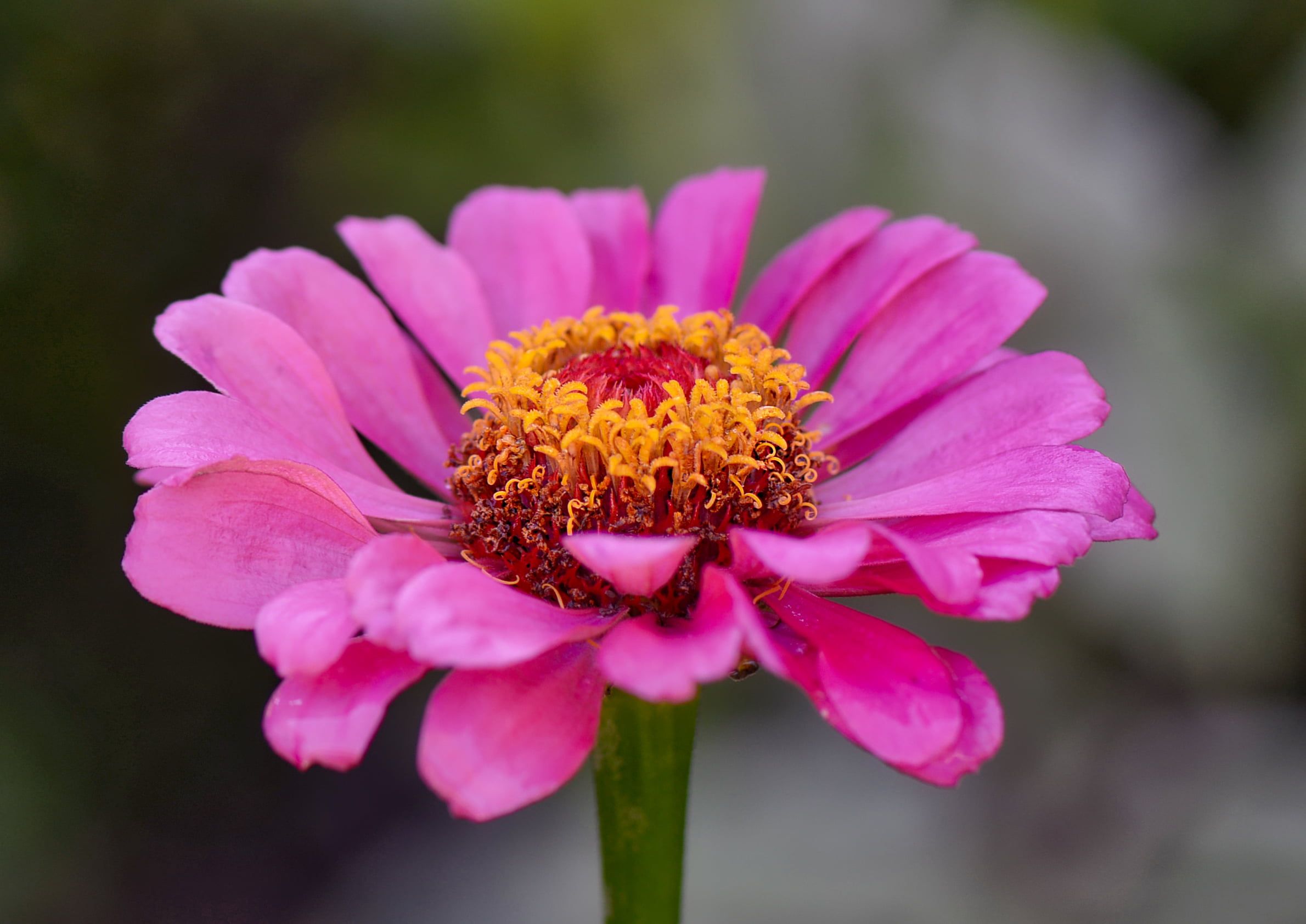 Macro shot of pink flower, zinnia HD wallpaper