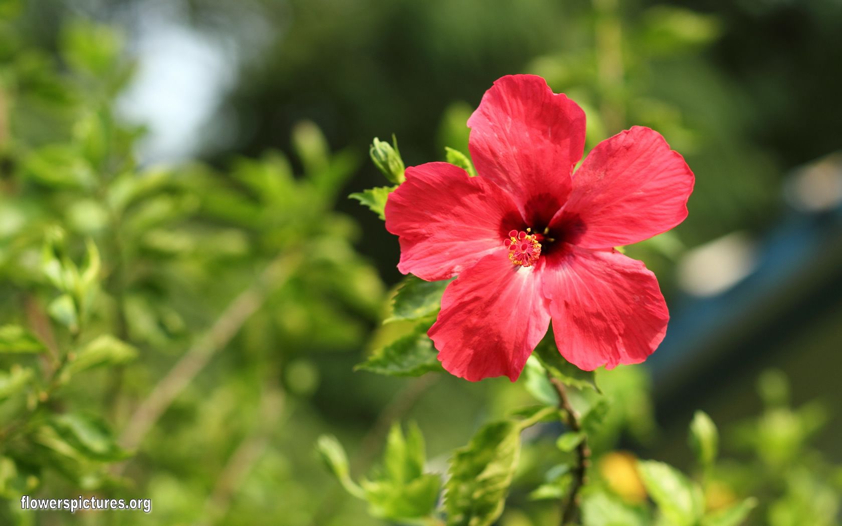 Hibiscus Rosa Sinensis (Chinese Hibiscus)