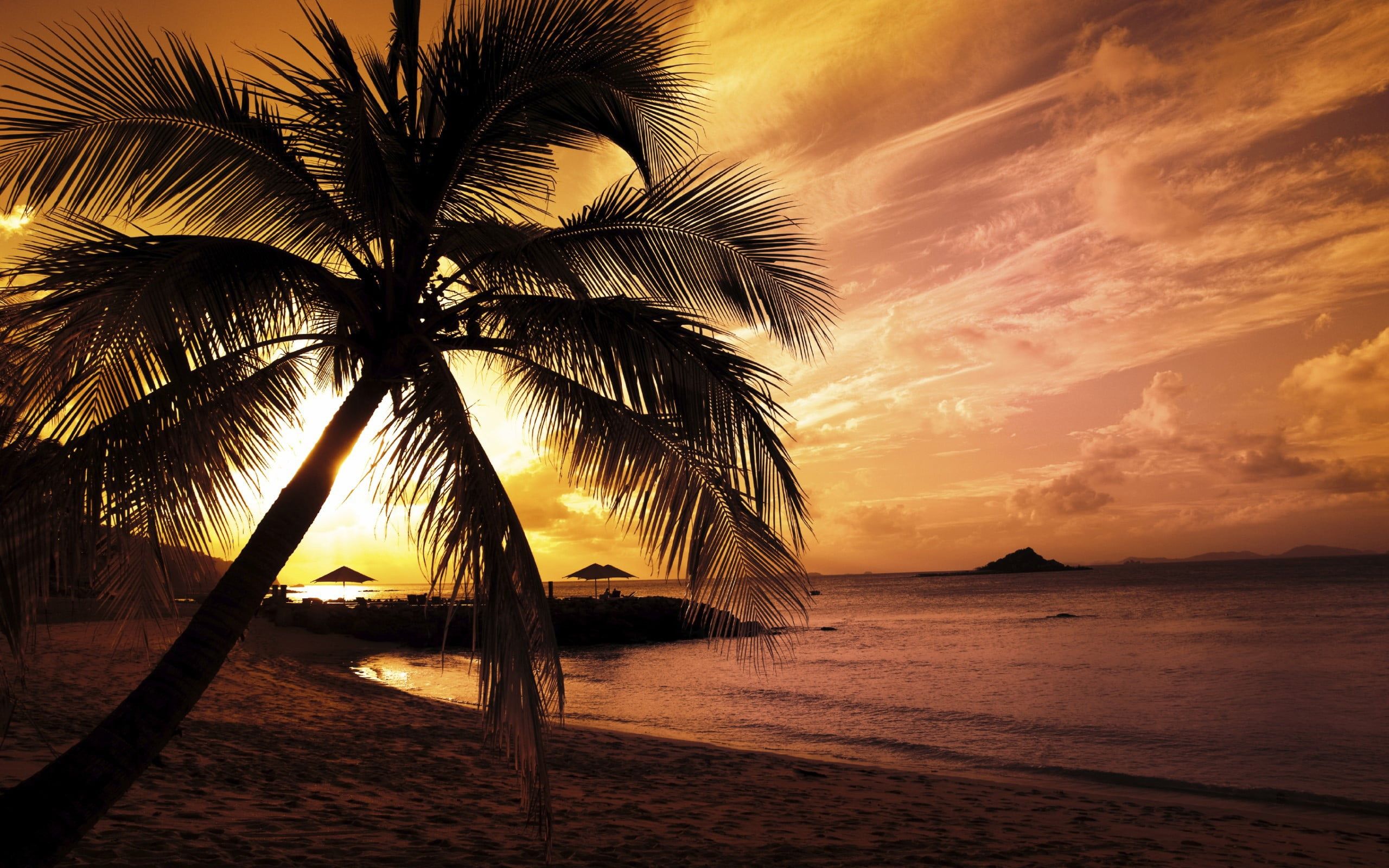 Green palm tree, landscape, sunset, beach, palm trees HD wallpaper