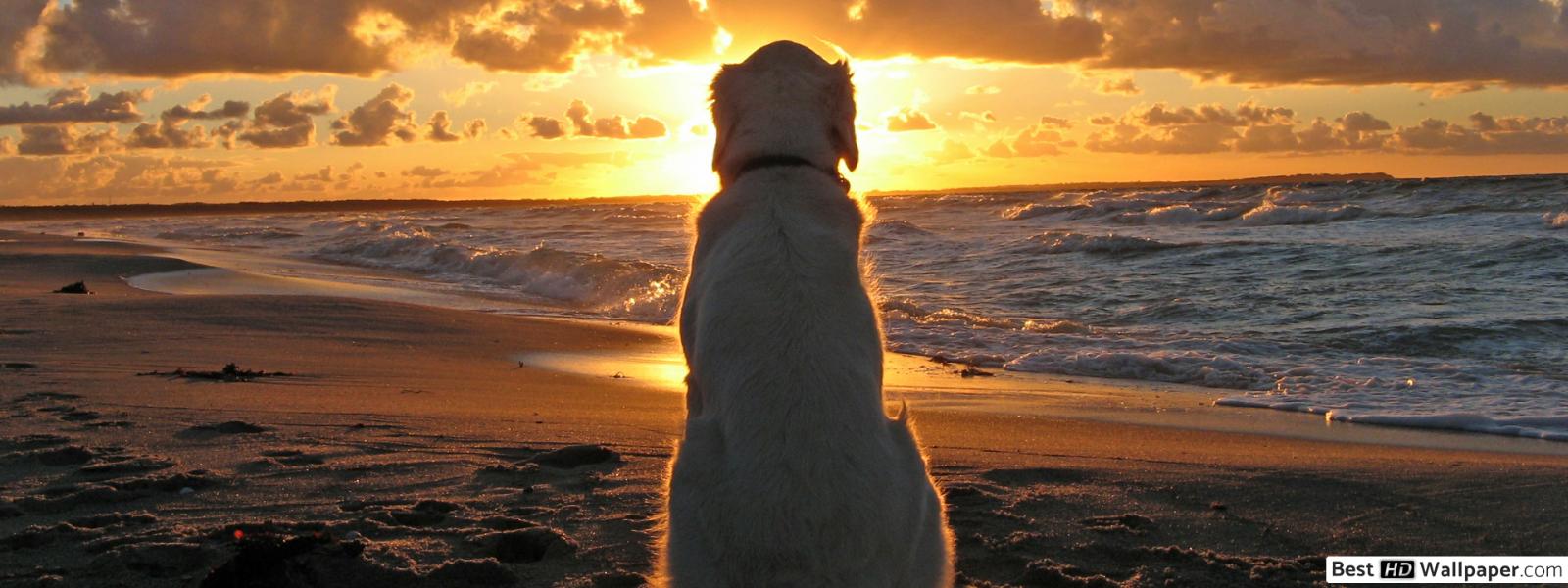 Doggy sunset beach HD wallpaper download
