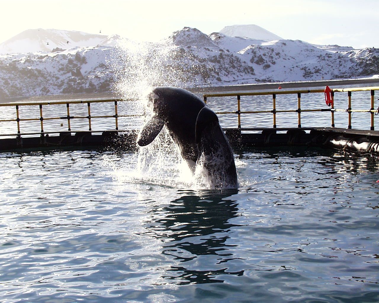 News. Saving Orca Free Willy: The Truth Of How The Killer Whale