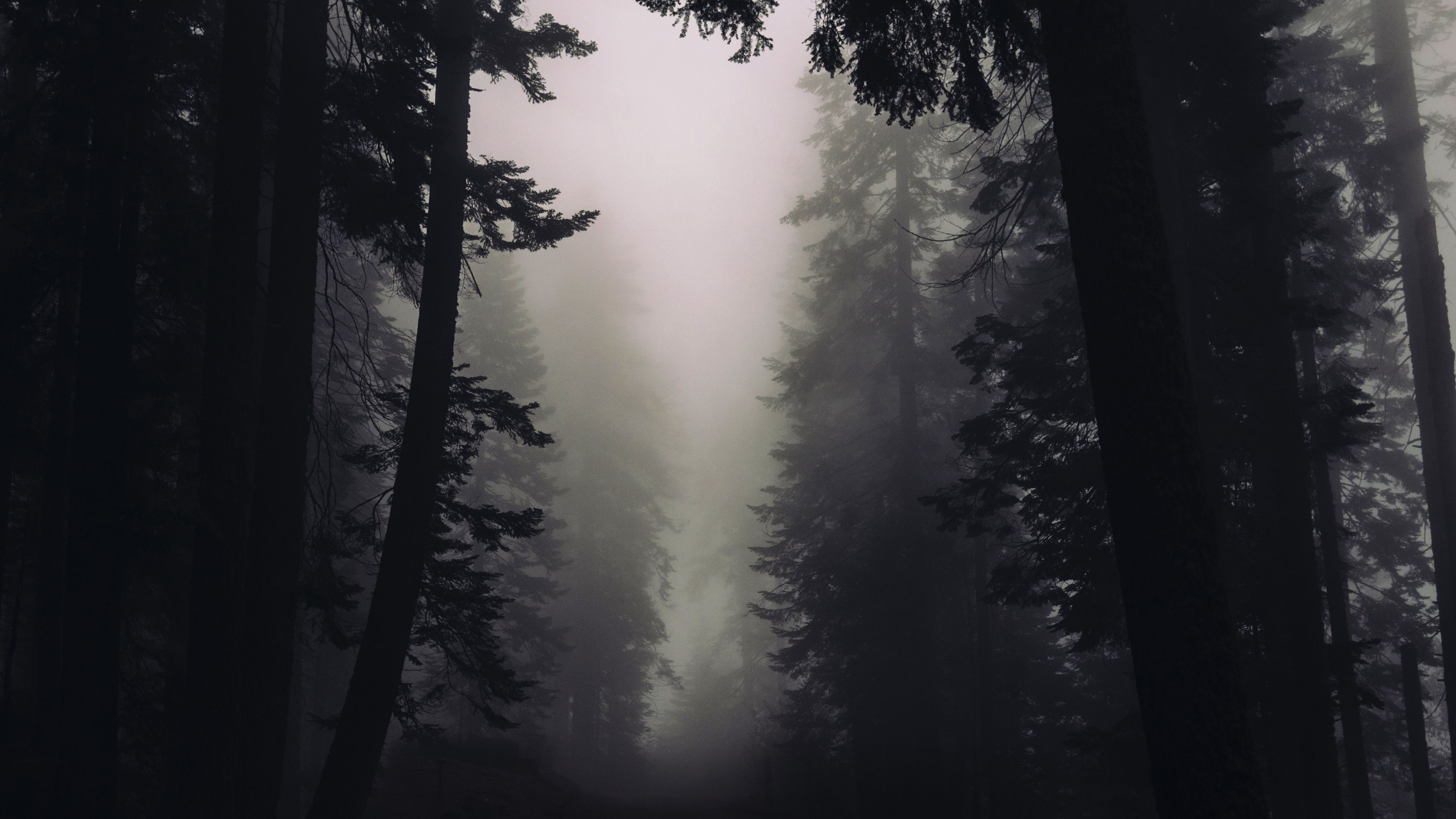 Gothic Forest Desktop Background