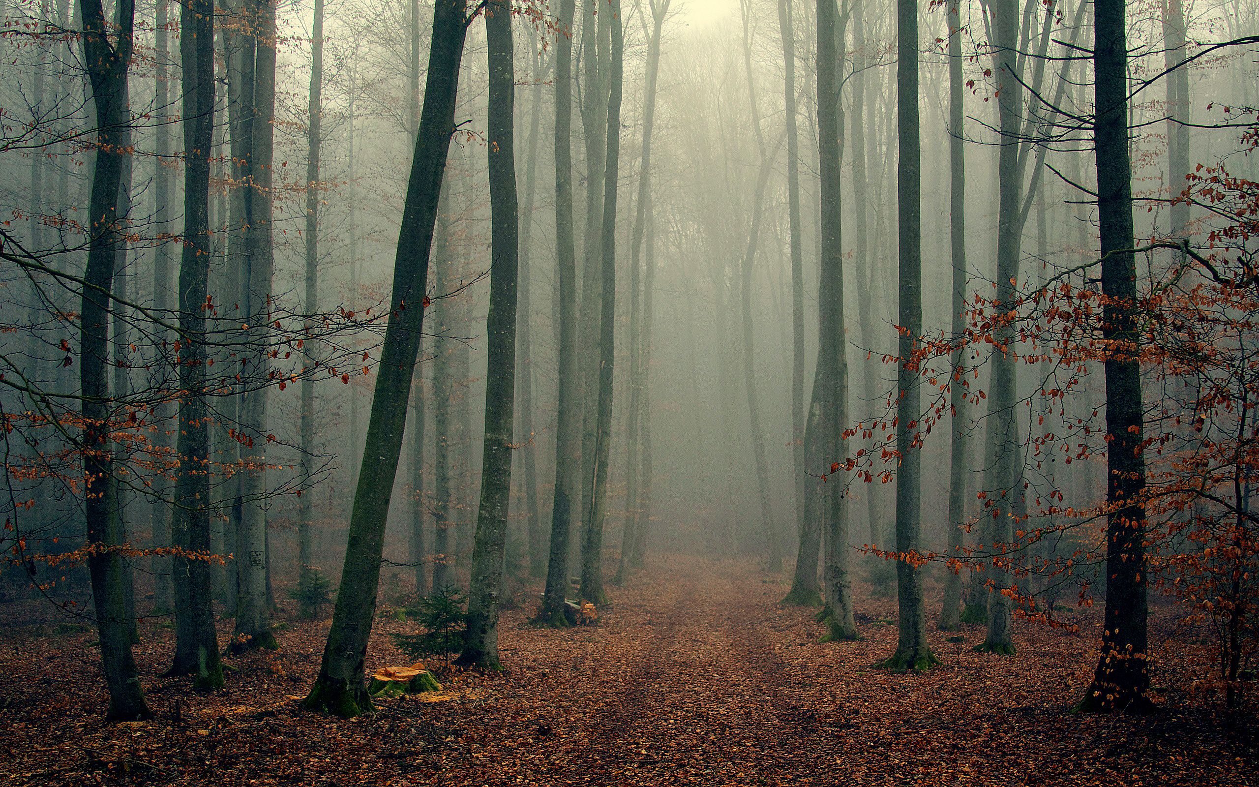 Foggy Forest Background Free Download