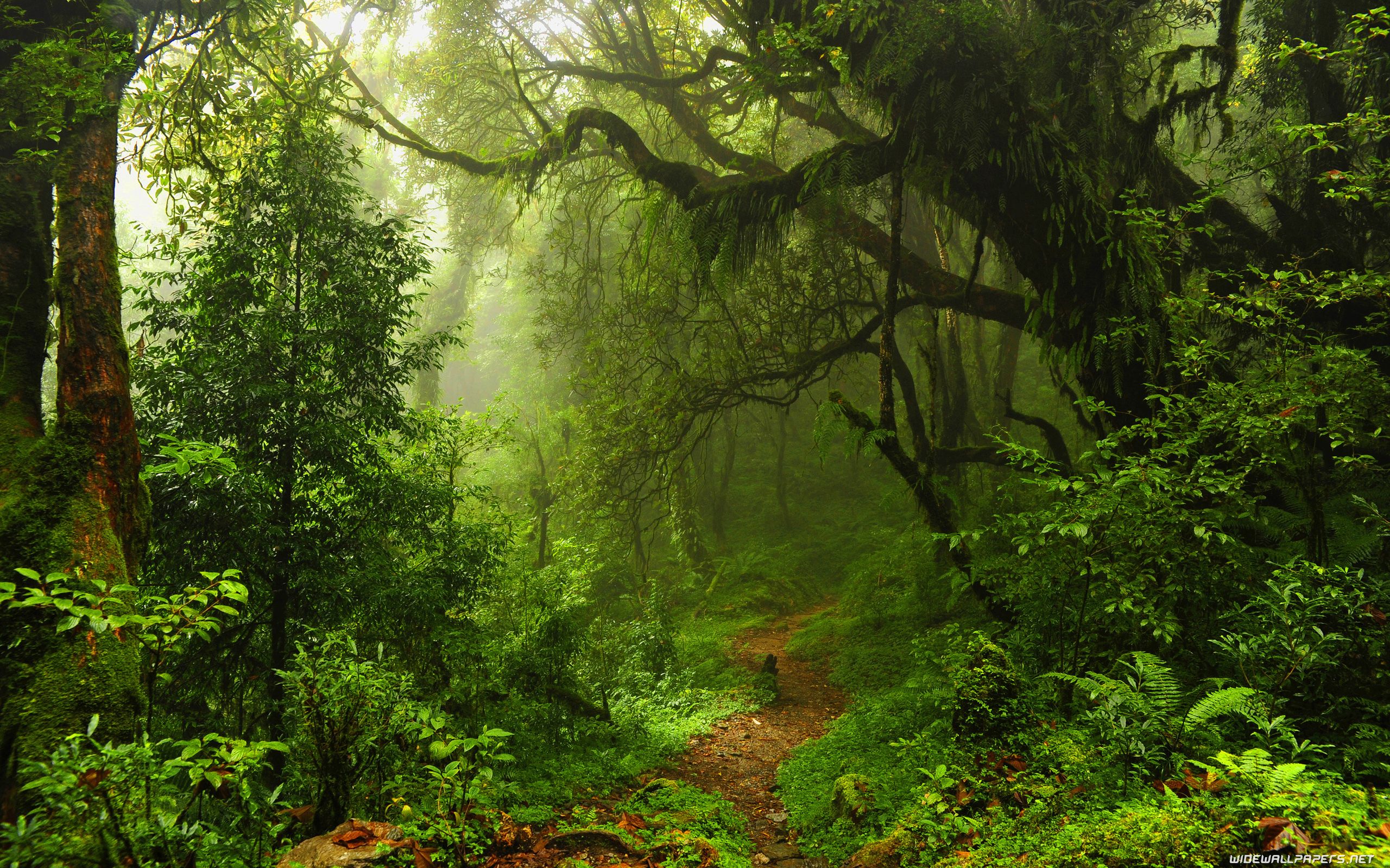 Forest HD Desktop Wallpaper. HD