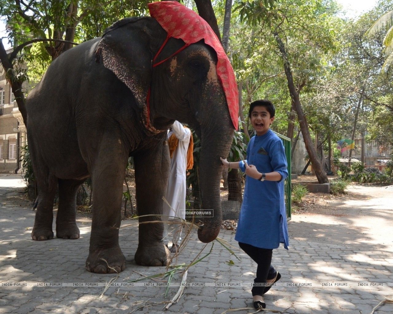 Wallpaper Sethi with an elephant kick starting his