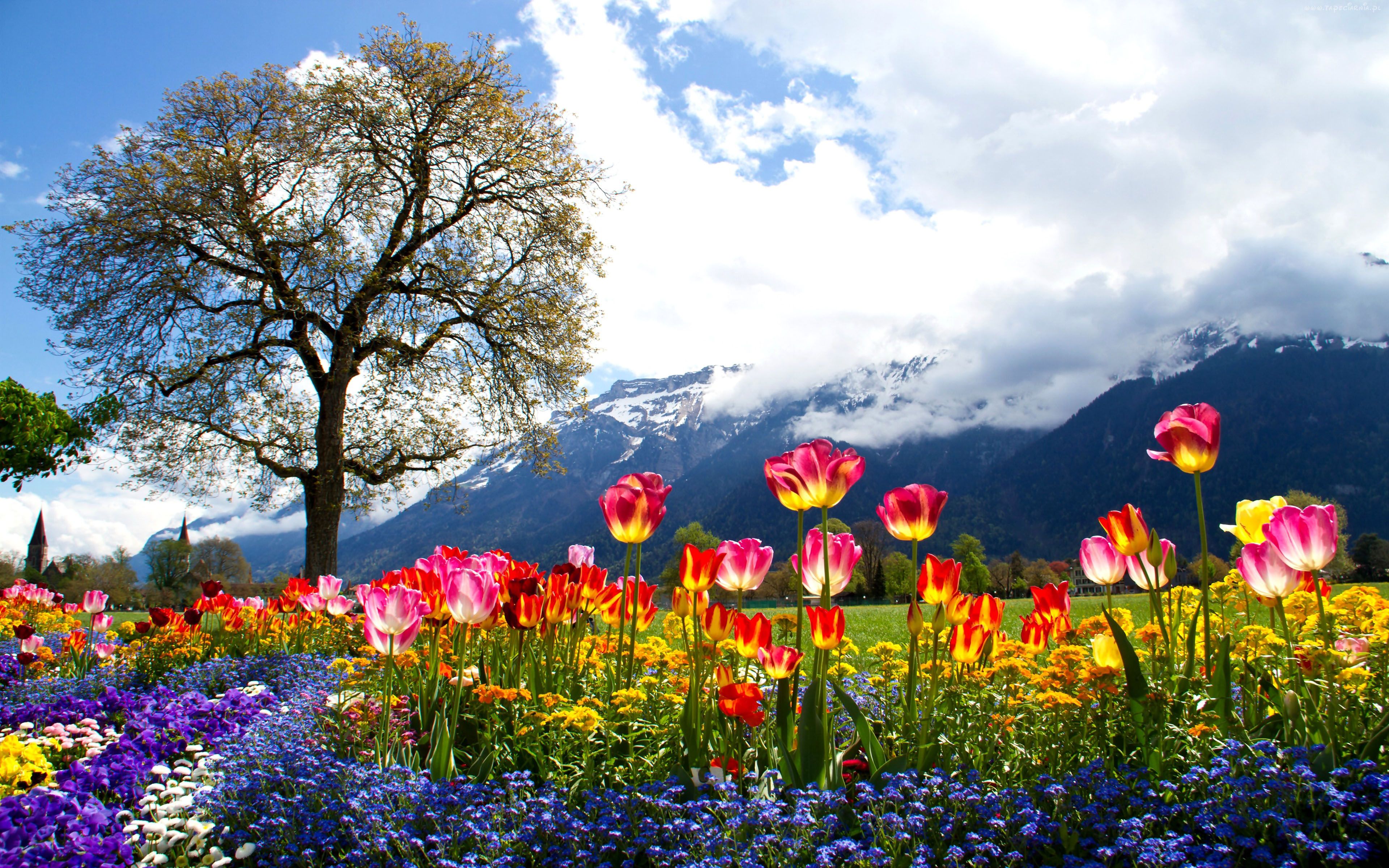 Nature Beautiful Spring HD Wallpaper Colored Tulip Tree Mountain