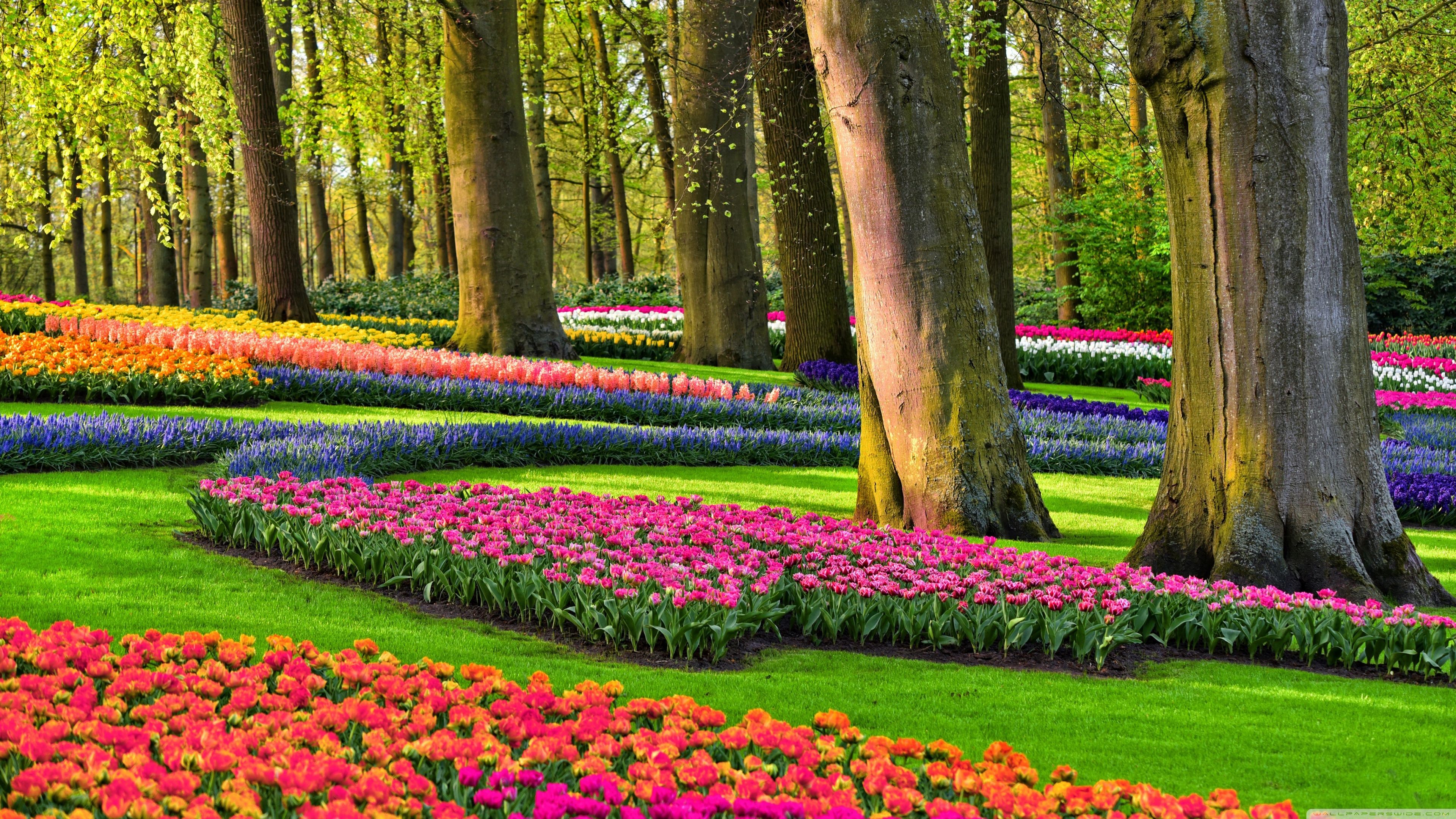 Spring Holland Wallpapers - Wallpaper Cave