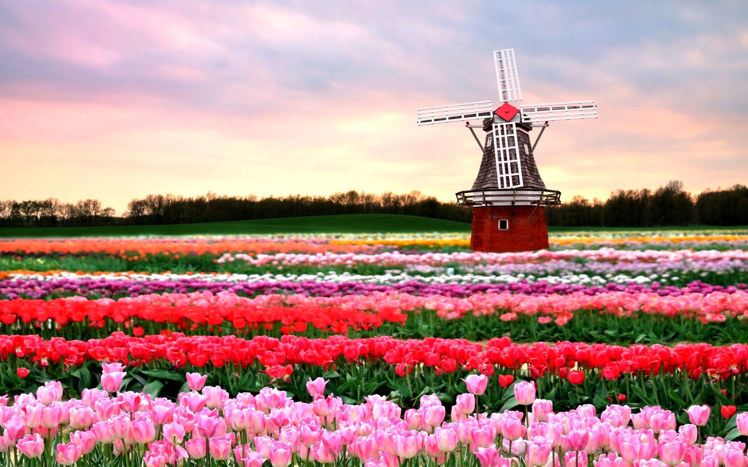 Spring HD Wallpaper Download For Desktop Background. Tulip