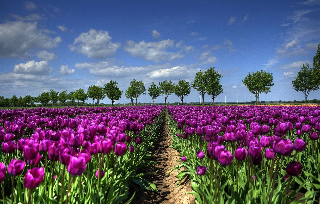 Wallpaper field, trees, spring, tulips, Holland image for desktop