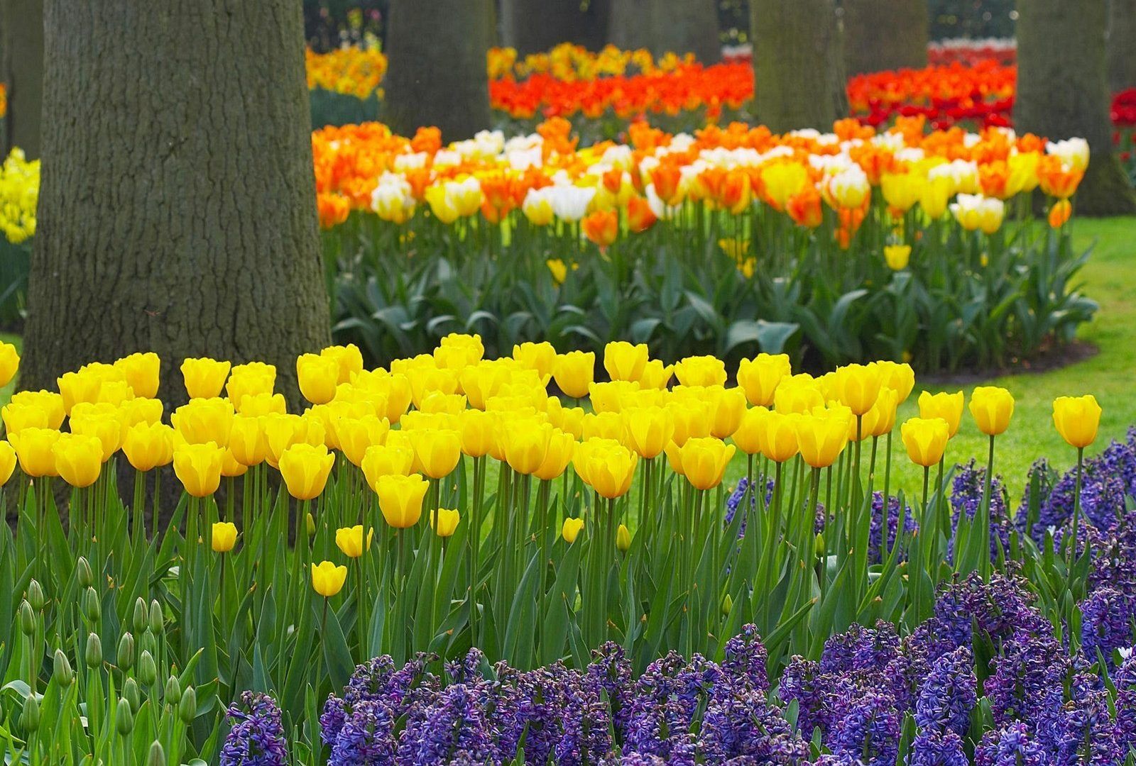 Keukenhof Tulips Gardens Nature Spring Holland Bright