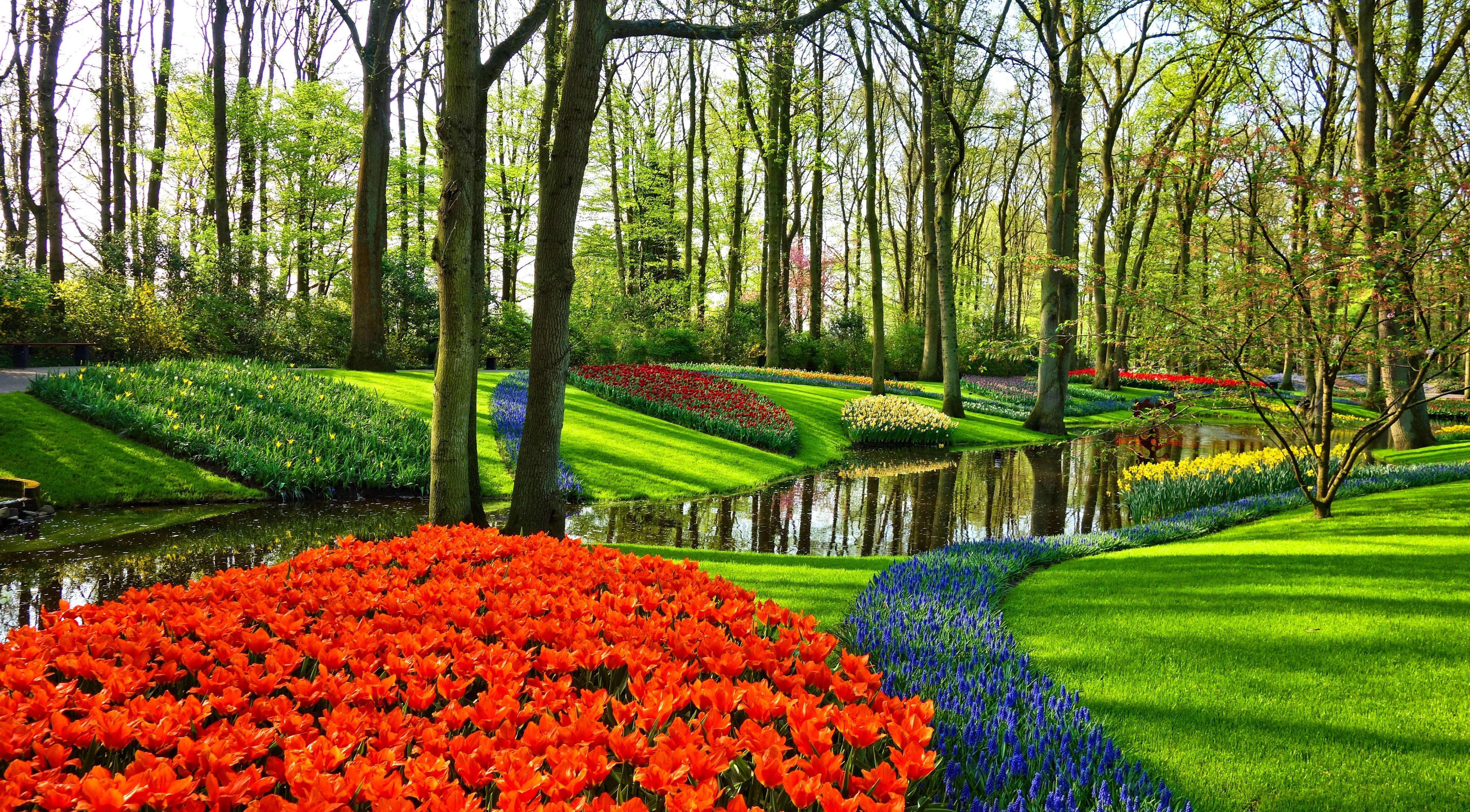 Tulip Garden in Holland 4k Ultra HD Wallpaper. Background Image