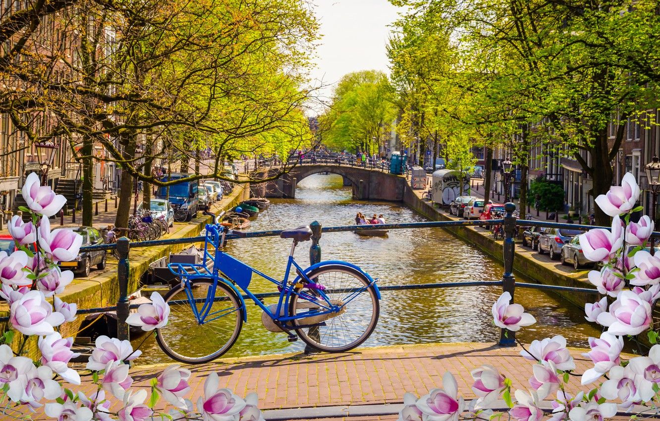 Wallpaper bridge, bike, river, spring, Amsterdam, flowering, bridge, blossom, Amsterdam, flowers, old, spring, buildings, Netherlands, canal image for desktop, section город