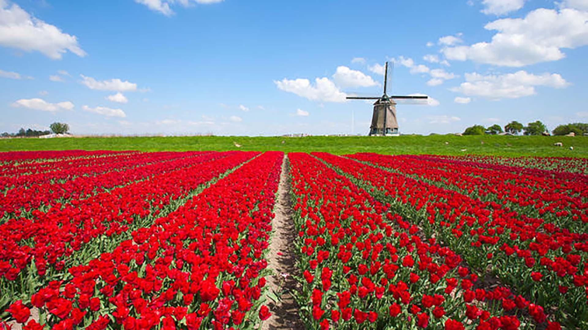 Holland Wallpaper for Android
