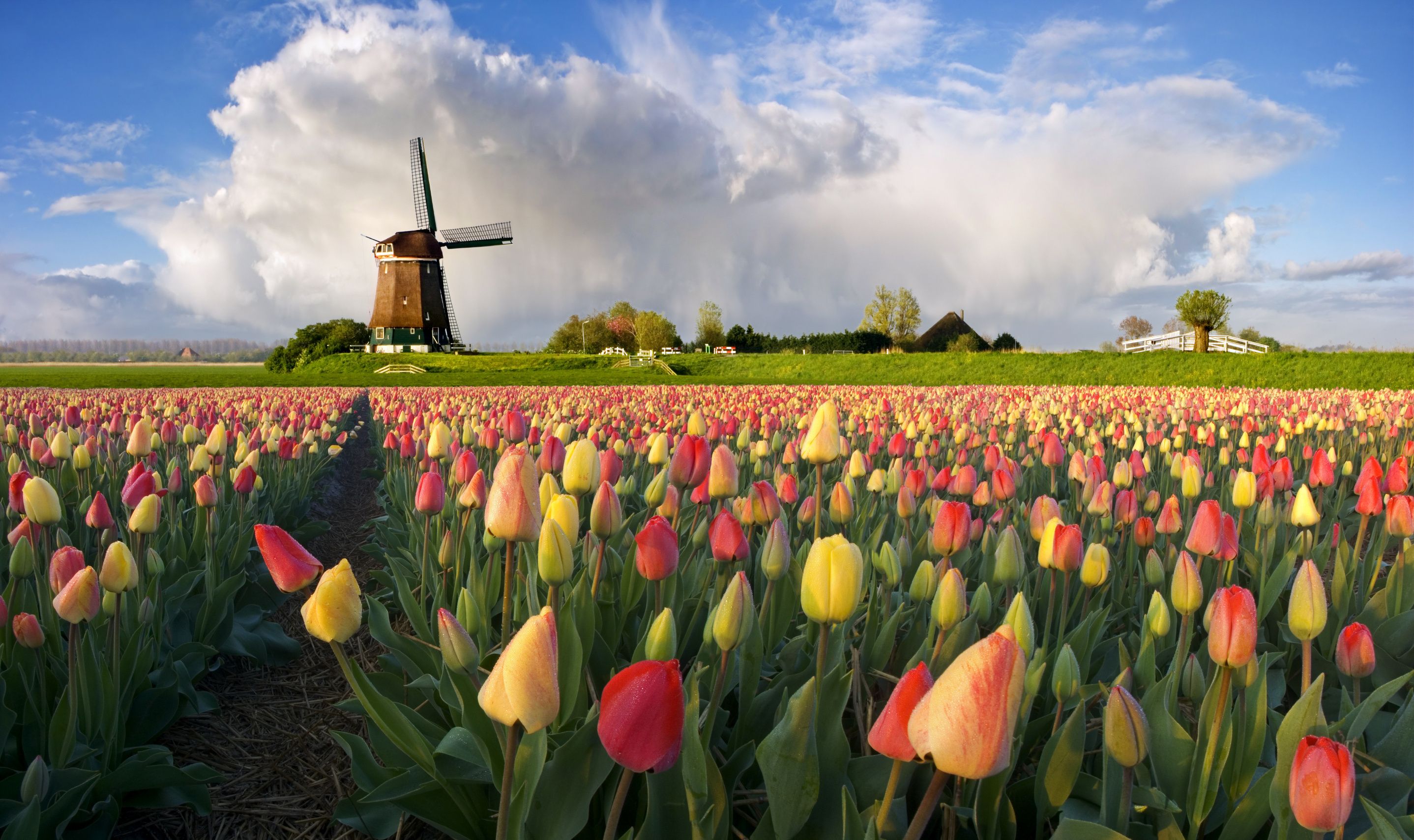 Wallpaper. Nature. photo. picture. Holland, field, plantation