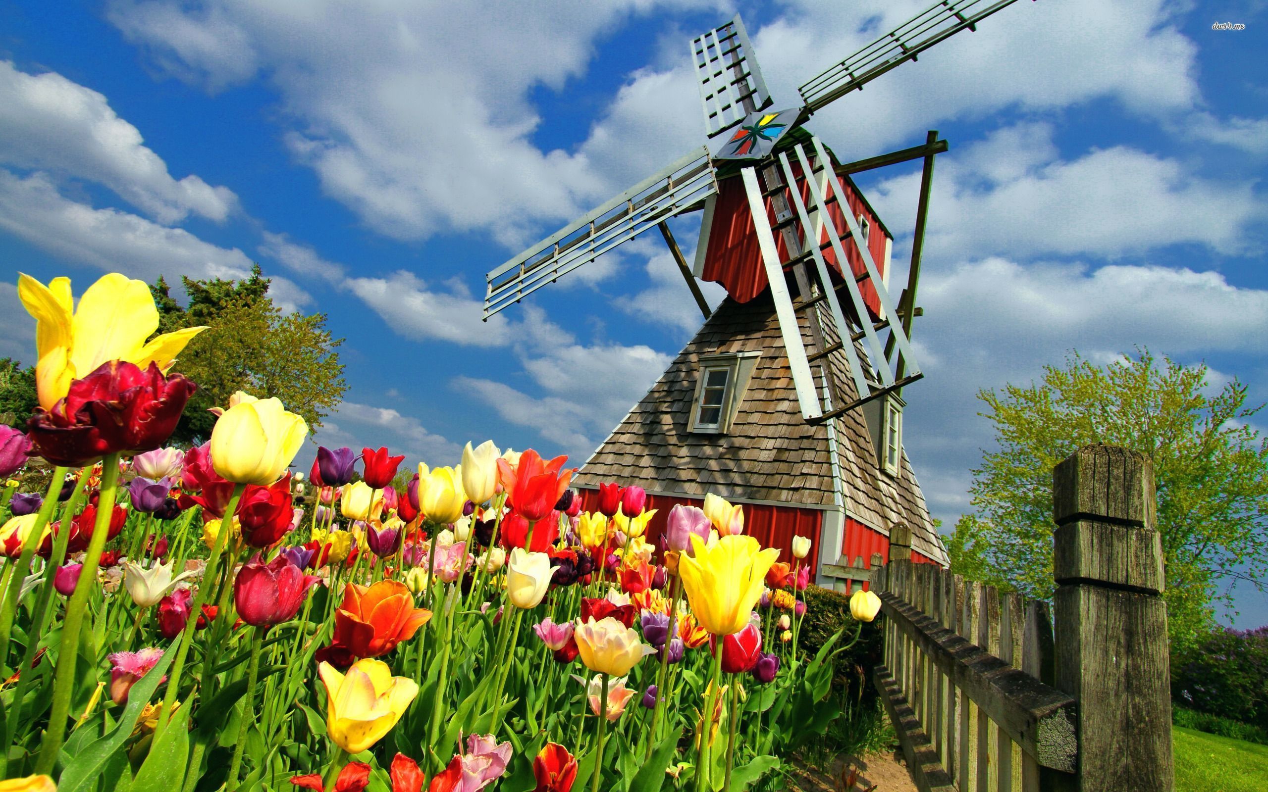 Windmill and tulips wallpaper